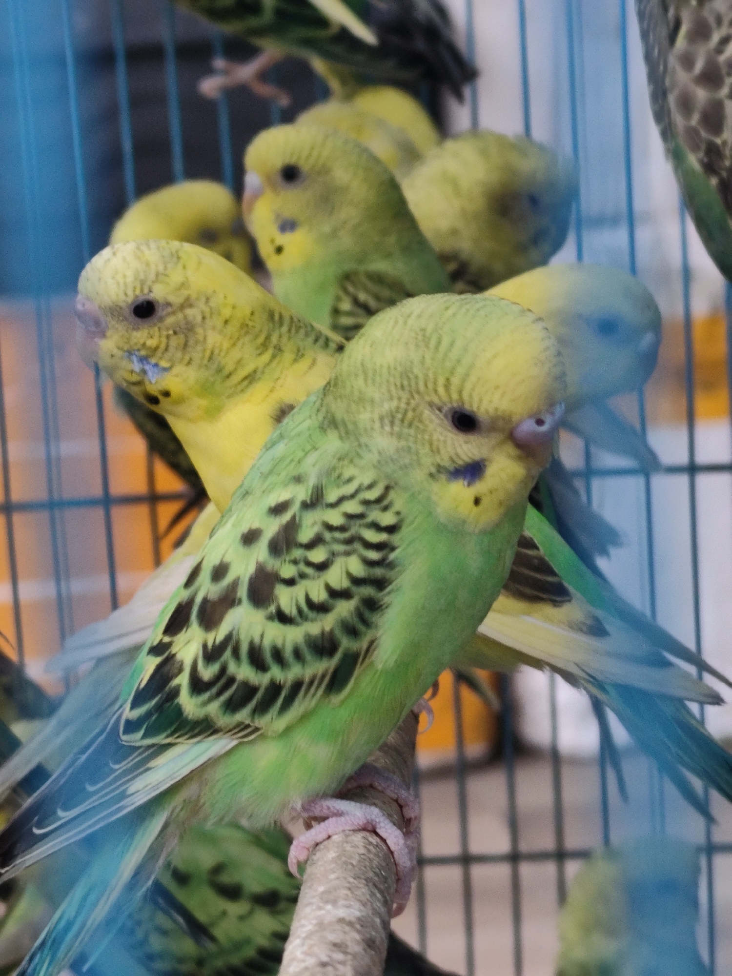 The image shows a close-up of several budgerigars in a cage, likely in a pet shop or aviary. The foreground bird is predominantly green and yellow with black markings on its wings, and has blue tail feathers. Its feet are pink and gripping a perch. Other budgies of similar coloration are visible behind it, some out of focus and partially obscured. The background consists of a blurred cage with blue bars and hints of yellow and orange in the distance. The overall impression is of a vibrant display of these small birds. This scene is located in Cam Ly - Da Lat, Vietnam.