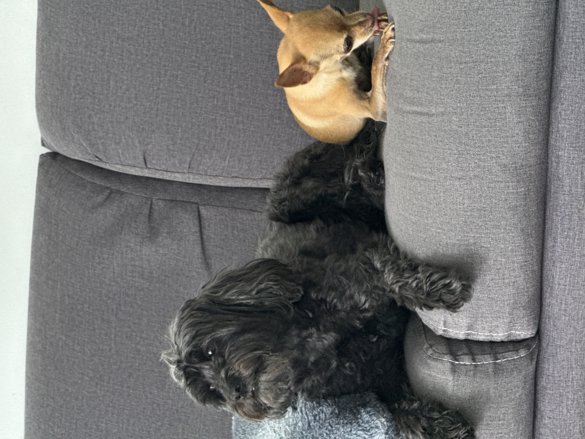 Two dogs are positioned on a gray couch. One is a small, light brown Chihuahua-like dog, appearing at the top of the image, licking its paw. Below it is a black, fluffy dog, possibly a poodle mix, lying on a gray fuzzy blanket. The couch is gray and appears to be in a domestic setting. No information suggests the scene is in San Bernardino Tlaxcalancingo, Mexico.