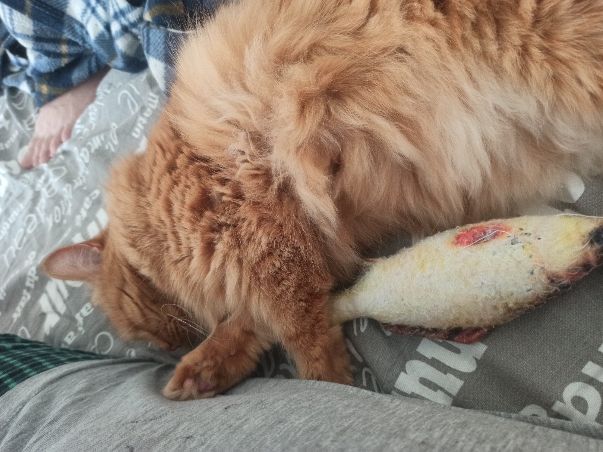 A fluffy, ginger-orange cat is captured resting in a close-up, high-angle shot. The cat is curled up on various textiles, facing left with its head down, possibly asleep or deeply relaxed. Its thick fur exhibits a mix of ginger and lighter cream tones.
A well-used, fish-shaped toy, primarily off-white with red/pink and dark markings, is tucked against the cat's side near its hindquarters. The cat is situated on a grey patterned fabric which features white text and designs, including partially visible French words such as "Martin," "le," "ne," "cafe," "du jour," and "vie." A plain grey fabric is visible beneath the cat's front paws and in the foreground. In the top left, a blue and white plaid blanket or garment is draped, revealing a bare human foot underneath. A small section of green and black plaid fabric is also visible in the bottom left corner near the cat's head.
The setting appears to be indoors, likely a bed or sofa, suggesting a comfortable and domestic environment. The soft, even lighting indicates a calm atmosphere, possibly during a relaxed part of the day. The scene conveys a sense of peacefulness and comfort.