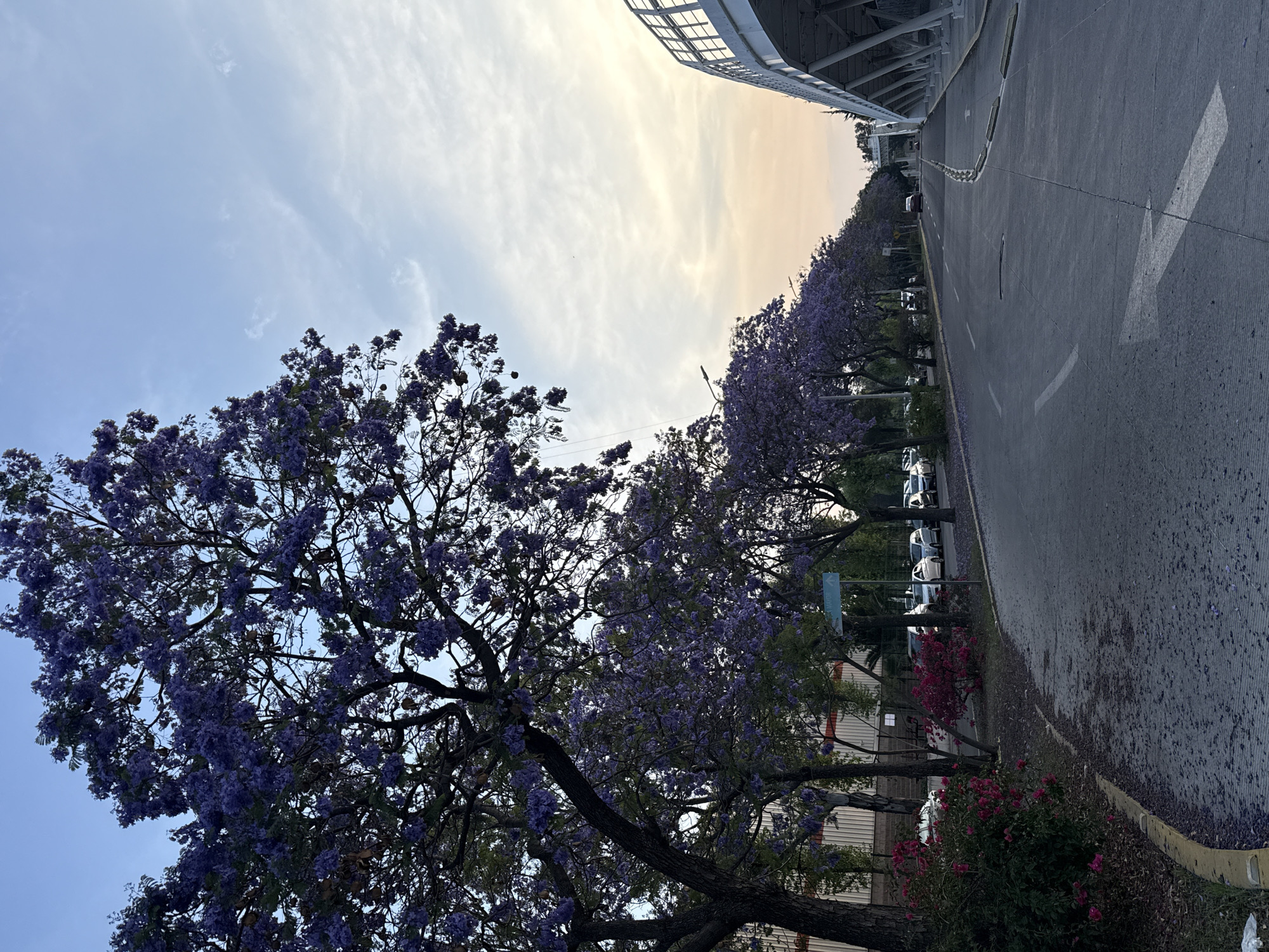 The image shows a tree-lined street in Puebla, Mexico. A row of Jacaranda trees with purple blossoms lines the left side of the road. Beneath the trees are bushes with pink flowers. Parked cars can be seen along the street. A road runs to the right of the trees with a white arrow painted on it. An overpass is visible in the upper right corner of the picture. The sky is lightly colored with both blue and light yellow. The leaves shed from the trees lay on the street.