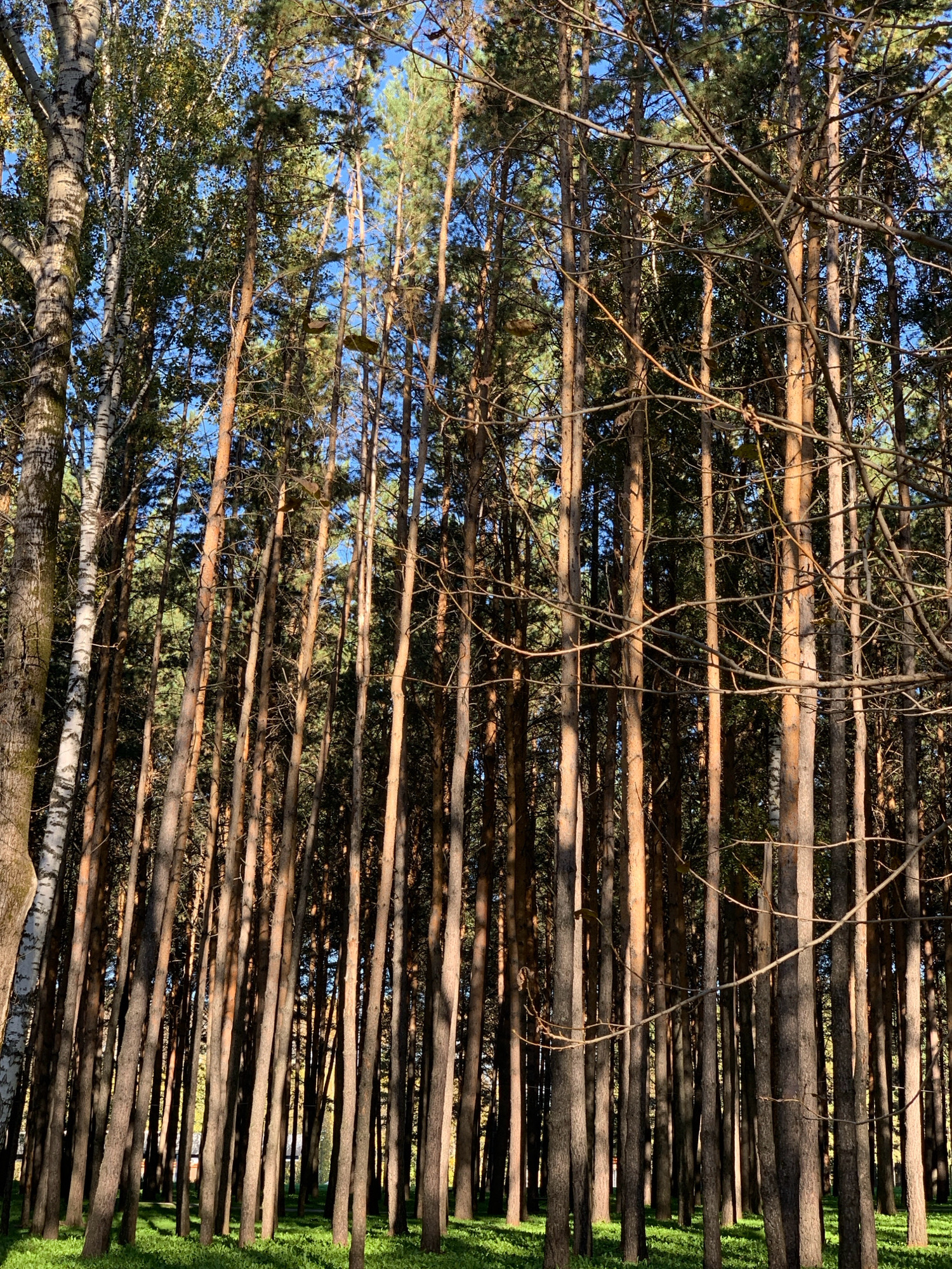 The image shows a dense forest with tall, slender pine trees. The trees are closely spaced, and their trunks are a mix of light brown and reddish-brown. Sunlight filters through the branches, casting shadows on the forest floor, which is covered in bright green grass. The sky is visible through the canopy, appearing as a clear blue. There is a sense of depth and verticality created by the numerous tree trunks stretching upwards. The scene is serene and natural, indicative of a park or a wooded area within a city. Given the prompt's request for a location in Prokopyevsk, Russia, this could be a representation of a natural area within or on the outskirts of that city. No people or specific man-made structures are visible.