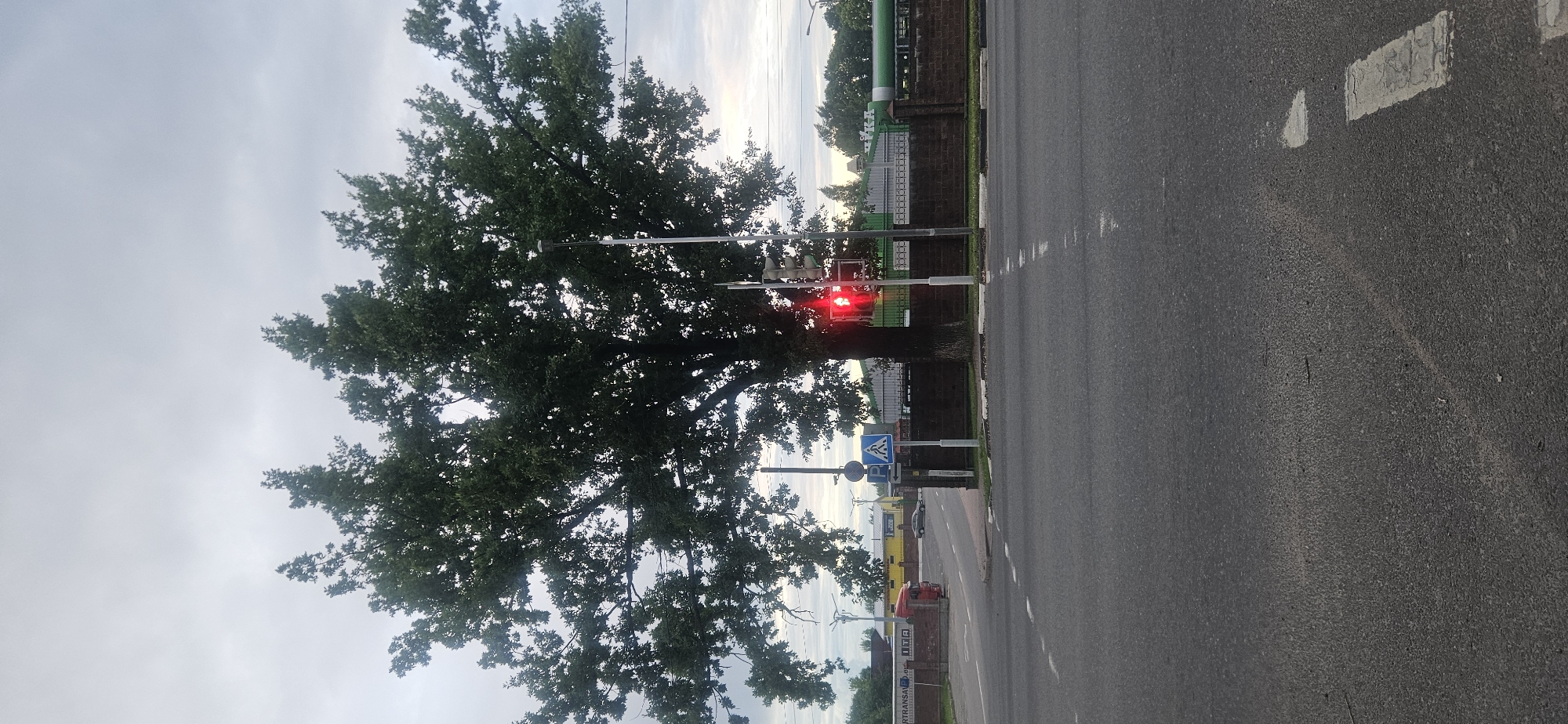 The image shows a large tree in the foreground, with its branches spread wide. Behind the tree, there is a traffic light showing a red signal. A pedestrian crossing sign with an arrow pointing left is visible next to the traffic light. In the background, there is a brick wall and some buildings, including what appears to be a warehouse with a red truck parked outside. The sky is overcast. The scene appears to be an intersection in a city. Given the context of Vitsebsk, Belarus, this could be a street scene within the city.