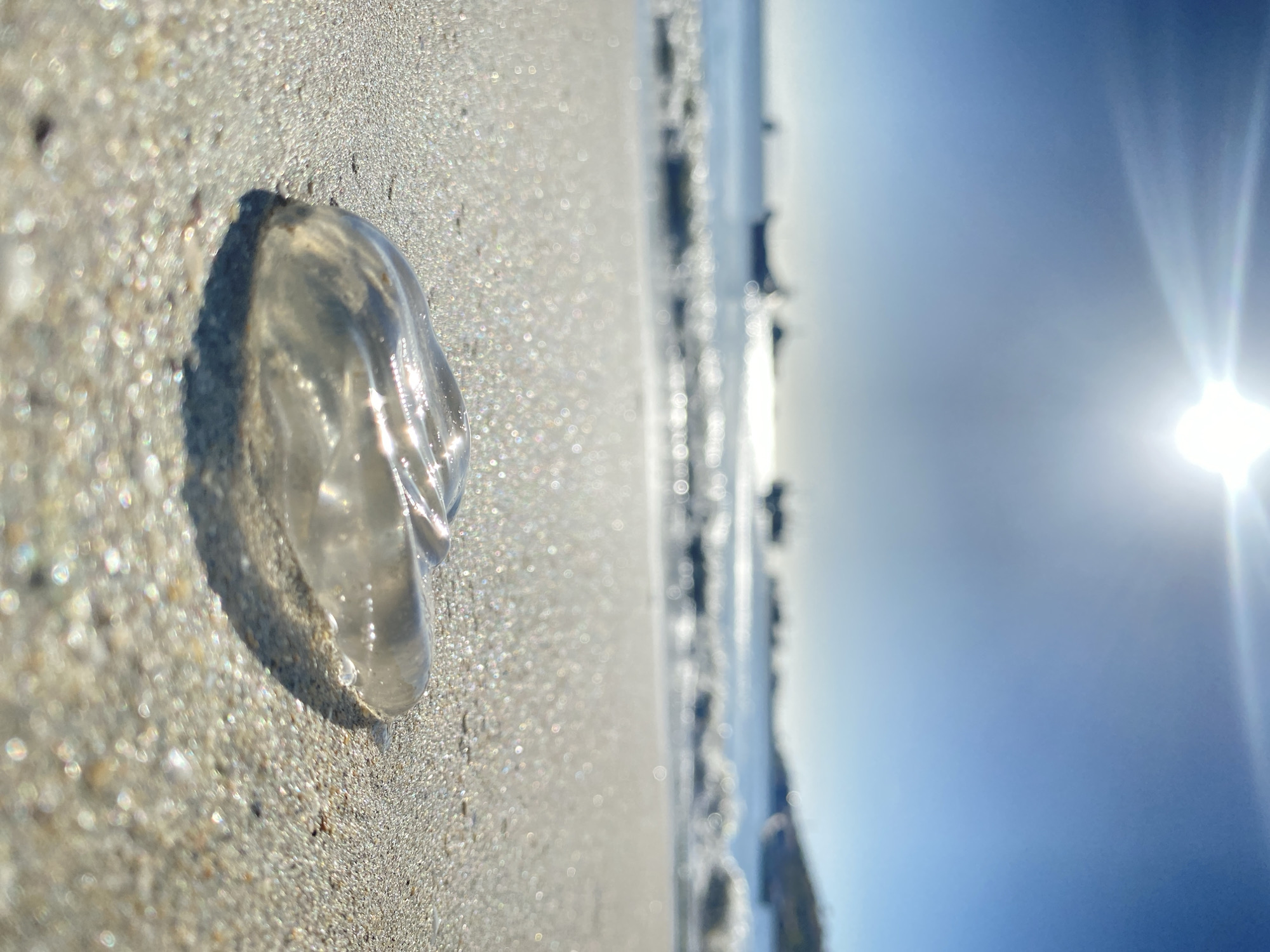 A jellyfish lies on a beach. The sand is light brown and glistens in the sun. The jellyfish is clear and slightly translucent. The ocean is visible in the background, along with a bright sun in the sky. The image is taken at Juan Griego, Venezuela.