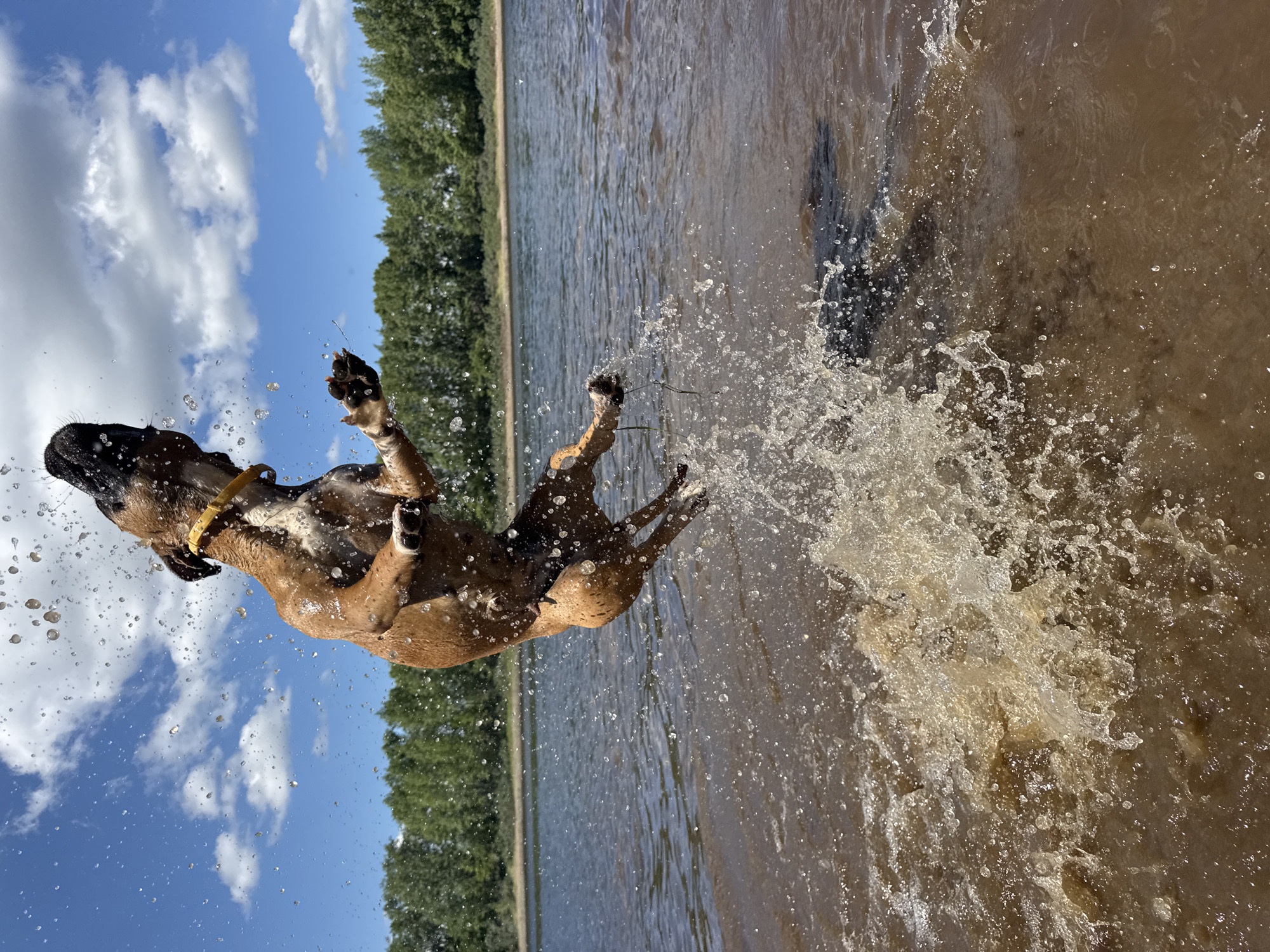 A brown dog is captured mid-air, leaping out of the water with considerable spray. The dog is wet and its fur is slicked down. It has a yellow collar around its neck. The background shows a body of water, likely a river, with trees lining the far bank. The sky is blue with white clouds. The scene appears to be outdoors on a sunny day. This image could have been taken at the Kama River embankment in Chaikovsky, Russia, a common location for recreational activities involving water.