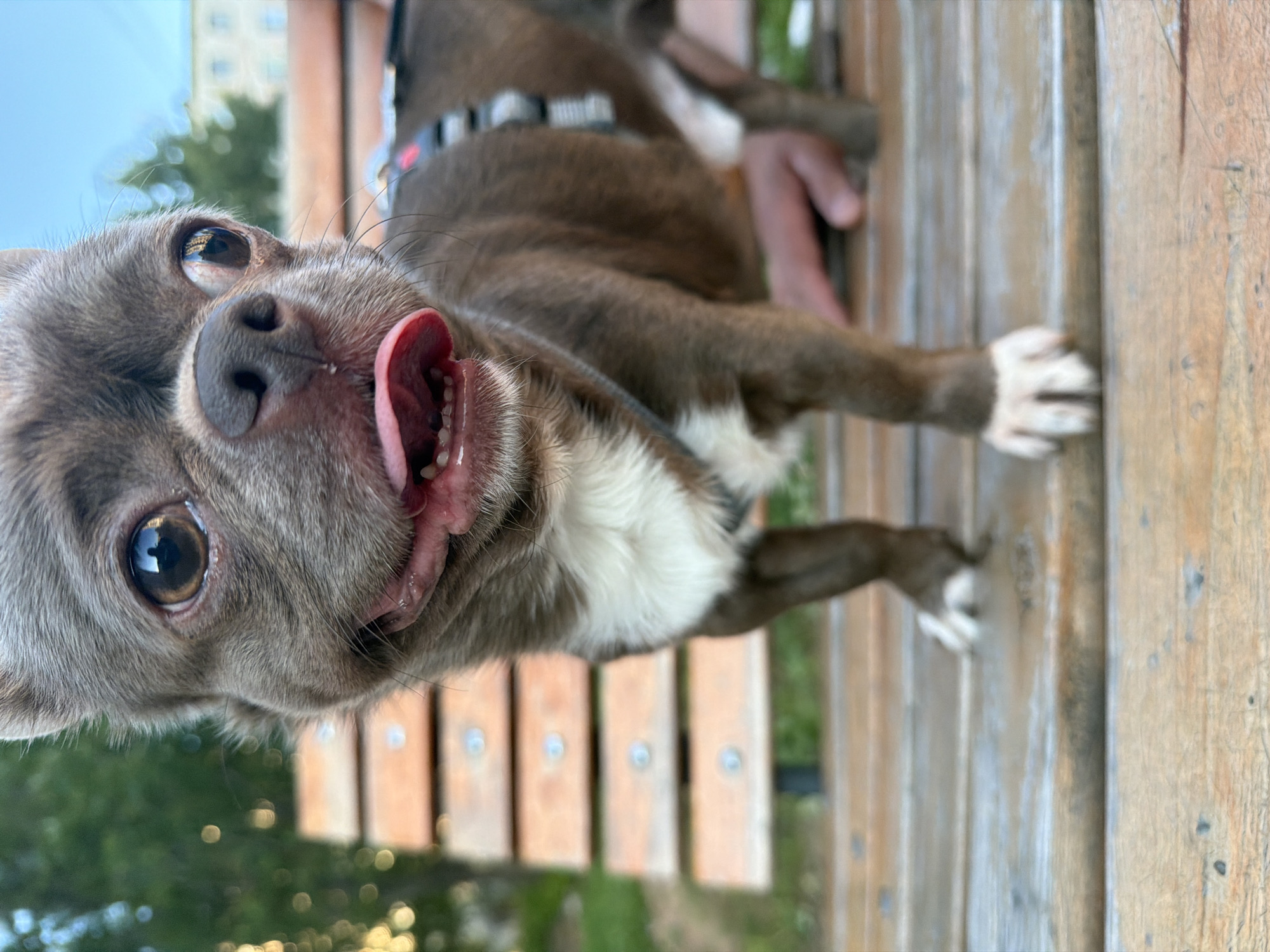A close-up, eye-level, medium shot captures a brown chihuahua mix dog standing on a wooden park bench in Votkinsk, Russia. The dog's head is tilted upwards, and its mouth is open with its pink tongue hanging out. The dog has large, wide eyes with visible reflections of the surroundings, and a small, black nose. Its fur is primarily brown with a white patch on its chest. The dog is wearing a dark harness with white accents. In the background, the wooden slats of the bench are visible, along with blurred green foliage and a building. The overall lighting suggests it is daytime, possibly late afternoon due to the soft, warm light. The image focuses on the dog's face and upper body, with the lower half of its body and the bench receding into a shallow depth of field.