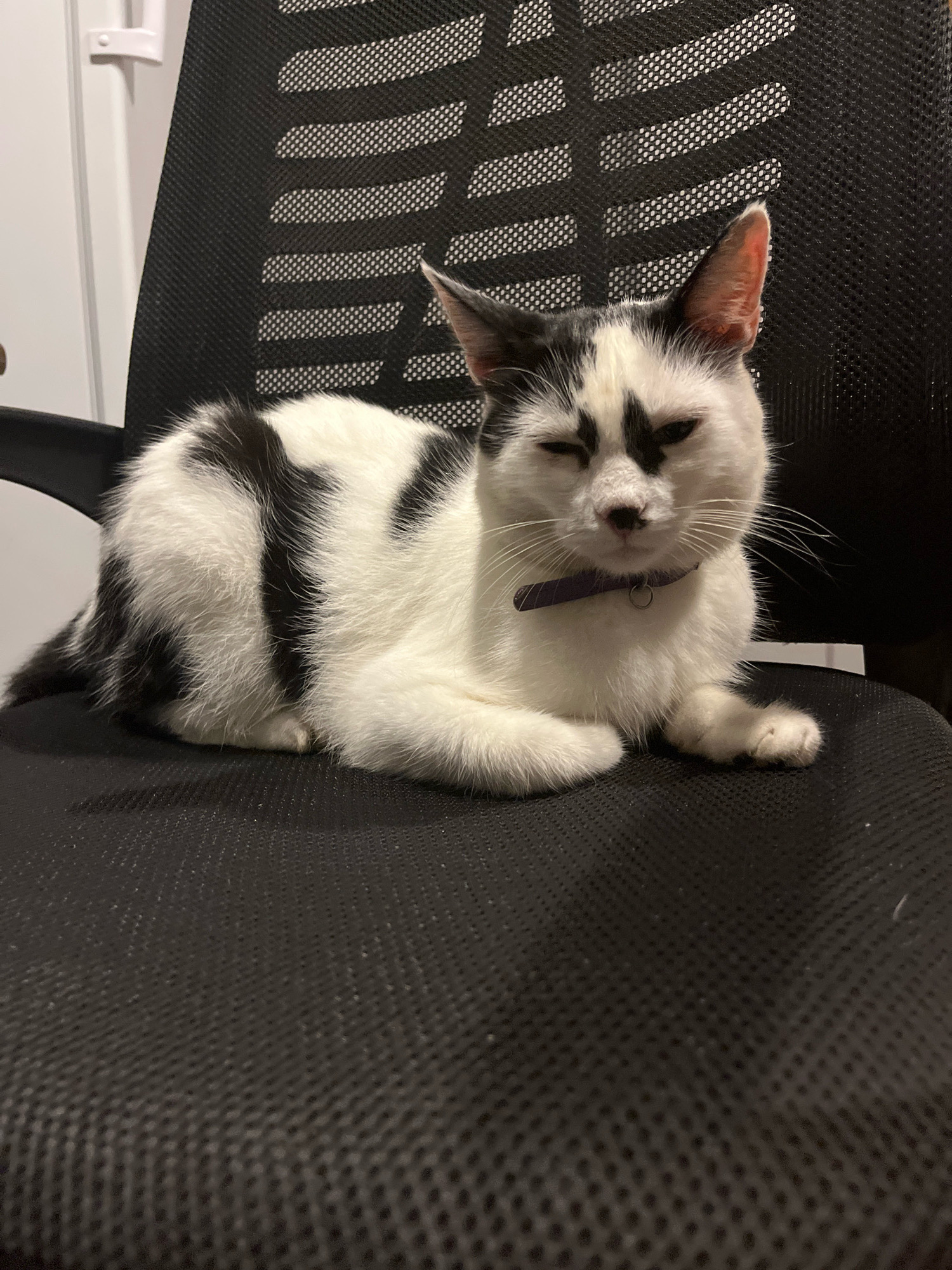 A black and white cat with a purple collar is lying on a black mesh office chair. The cat has black markings on its face, back, and tail. One of the cat's eyes is partially closed. The background is blurred, but appears to be an indoor setting with a white door or wall. The image was taken at a street address in the city of Ureki, Georgia.