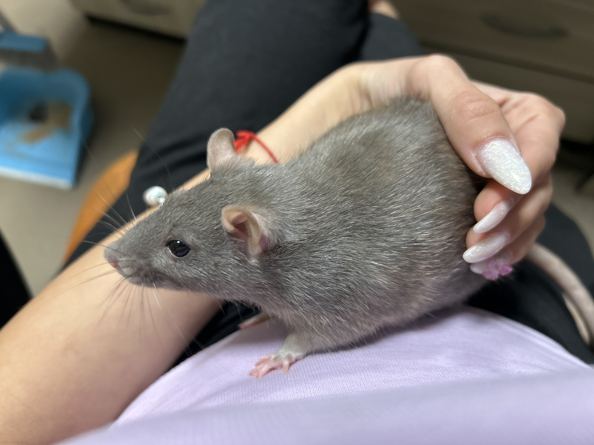 This close-up indoor image, taken in Plovdiv, Bulgaria, features a grey pet rat resting on a person's lap or chest. The rat, with sleek grey fur, dark eyes, a small pink nose, and long whiskers, is positioned facing left, appearing calm. Its delicate pink front paws are visible on the light purple fabric of the person's top.
A human hand is gently placed over the rat's back, indicating a tender interaction. The hand displays long, almond-shaped nails with a distinctive glittery white polish. A thin red string or bracelet is tied around the person's wrist. The individual is also wearing black pants, which are partially visible in the background.
The background is softly blurred, showing an indistinct domestic setting. To the upper left, a blue object, possibly a small scoop or dustpan, can be faintly seen. The lighting suggests it is either daytime or an interior space with artificial illumination. No text is visible in the image.
