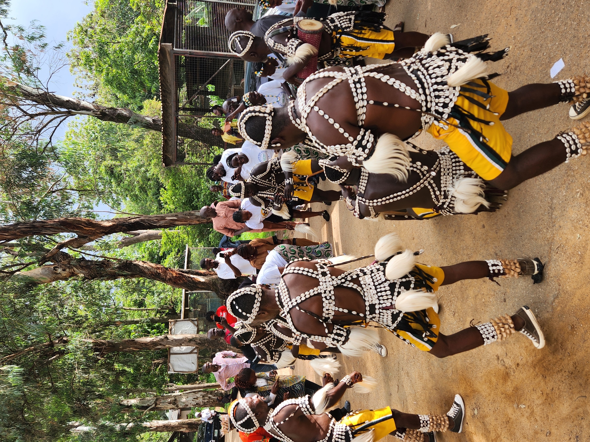 The image captures a vibrant cultural celebration in Jos, Nigeria, likely a traditional dance performance or festival. The central subjects are a group of men adorned in elaborate, traditional attire. Their costumes feature dark brown skin, elaborate headdresses and body ornamentation made of numerous small white shells strung together. They wear bright yellow shorts with black and white stripes, and white tufts of hair or fiber accents on their outfits. Some are also wearing shell adornments around their ankles and wrists. Several individuals are holding small drums.
The scene is set outdoors on a dirt ground, with lush green trees forming a backdrop. The lighting suggests it is daytime, with bright sunlight casting shadows, indicating a clear sky. In the background, other people are visible, some in casual clothing, observing the performance. There are also glimpses of a fenced structure, possibly an enclosure or a part of the venue. The atmosphere appears lively and celebratory, with the dancers seemingly engaged in energetic movement. The overall impression is one of rich cultural expression and community gathering.