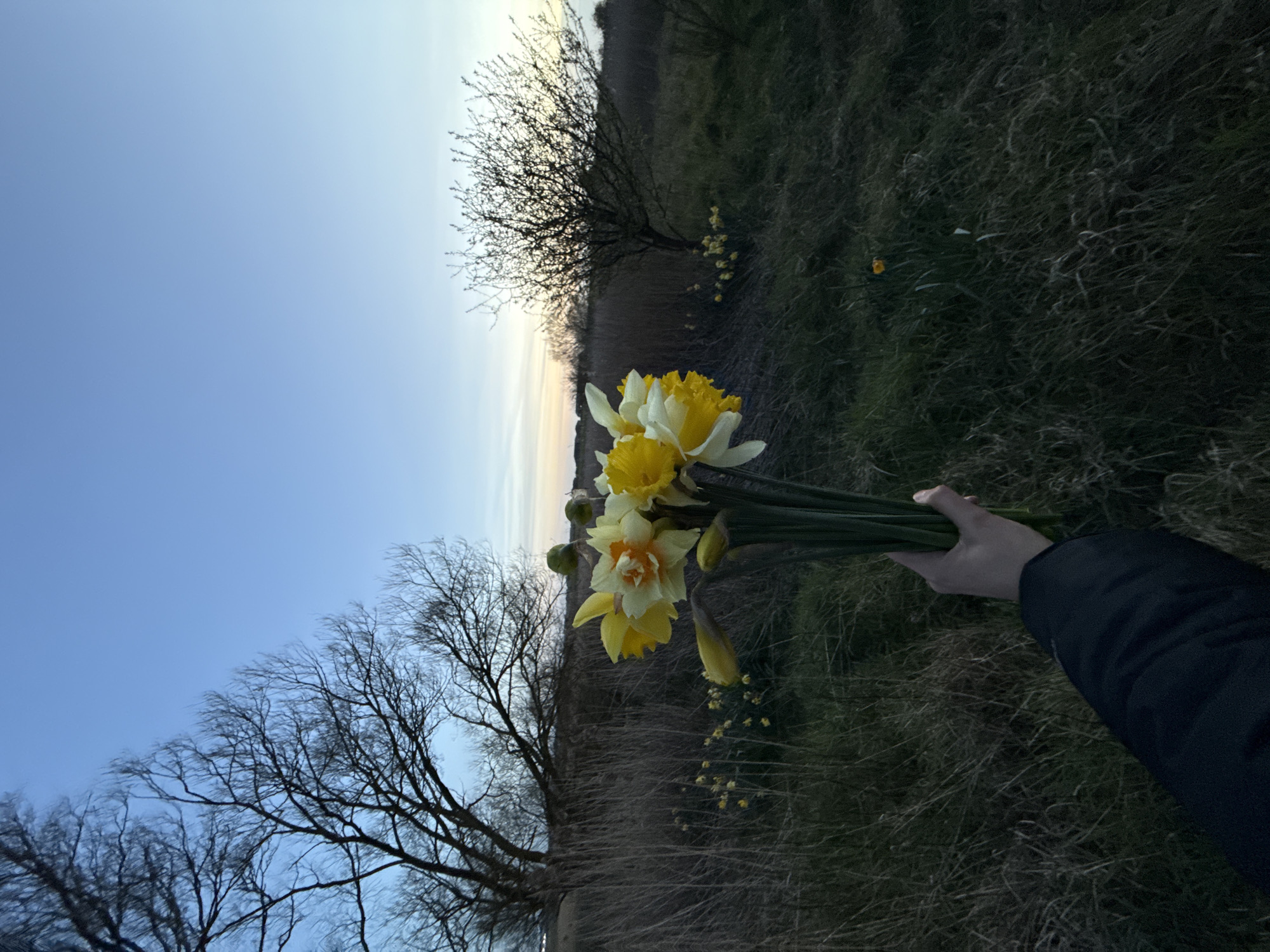 A hand holds a bunch of daffodils in a field setting under a blue sky transitioning to lighter hues near the horizon. Several bare trees are visible in the background on both sides of the frame. The ground is covered in grass and some fallen, dry vegetation, and more daffodils are growing in the field. The sky gradient suggests either dawn or dusk. The location is Great Yarmouth, United Kingdom.