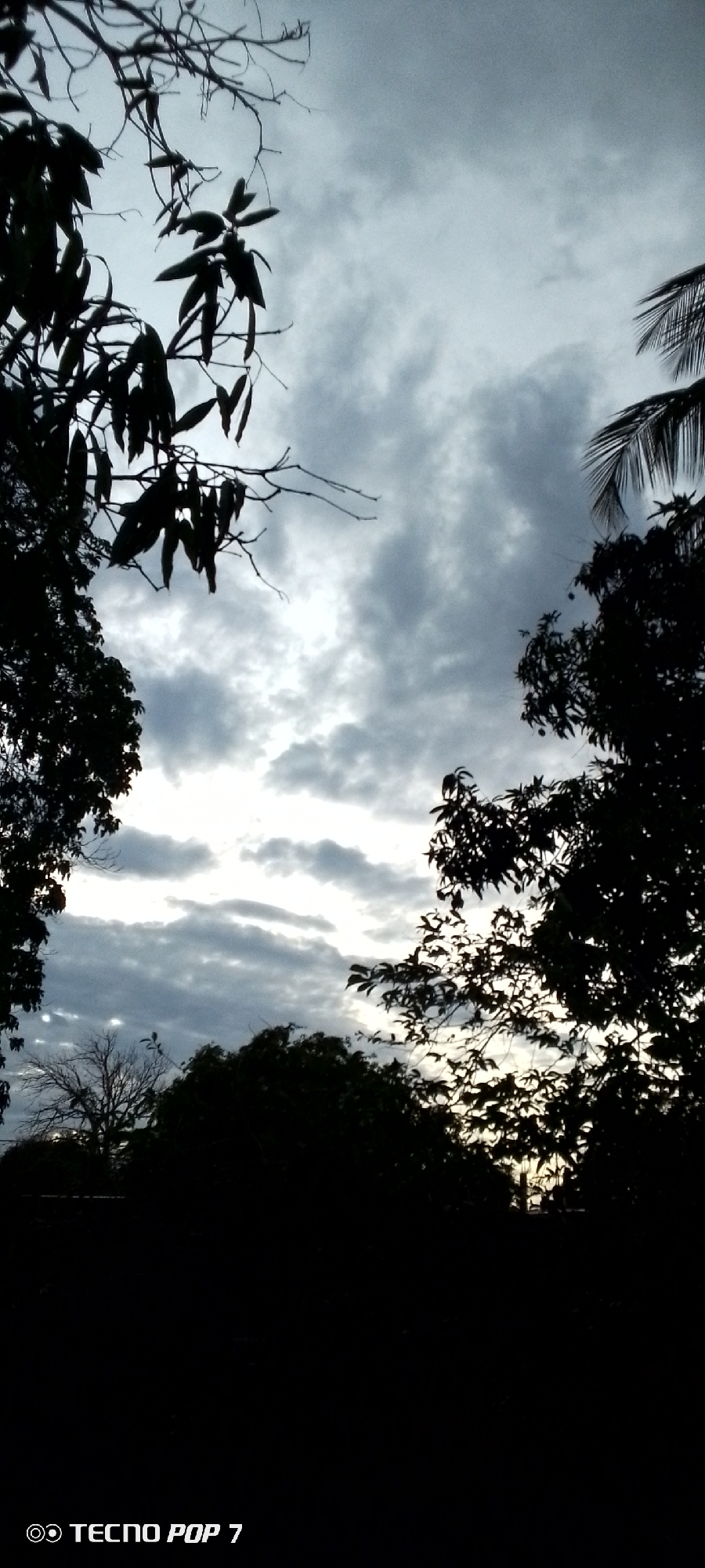 This is a vertical, outdoor, low-angle shot taken at dusk or dawn, featuring a cloudy sky as the primary background. Silhouetted against the sky are the dark outlines of trees and branches. The foliage is dense in some areas, with individual leaves discernible, while other branches appear bare. In the lower portion of the image, a thin, silhouetted line of what appears to be land or low vegetation is visible. At the very bottom left corner, the text "© TECNO POP 7" is present in white, indicating the device used for capture. The image does not depict any people, actions, or specific landmarks within Altagracia, Venezuela, focusing solely on the natural elements of the sky and vegetation under dim lighting conditions.