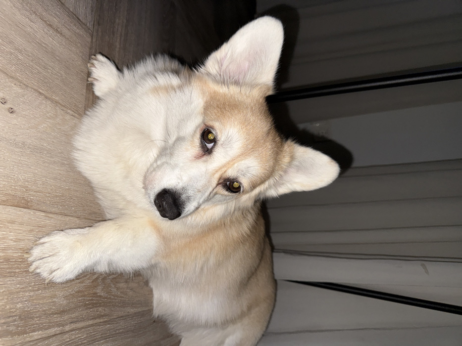 A tan and white corgi with erect ears lies on a light wood-grained floor, its body oriented diagonally. Its gaze is directed upwards, with amber eyes. The dog's head is tilted slightly. One front paw rests on the floor. The background includes a dark area and a textured white surface with a thin black horizontal line, likely a window with blinds. The lighting is subdued, creating shadows and highlights.