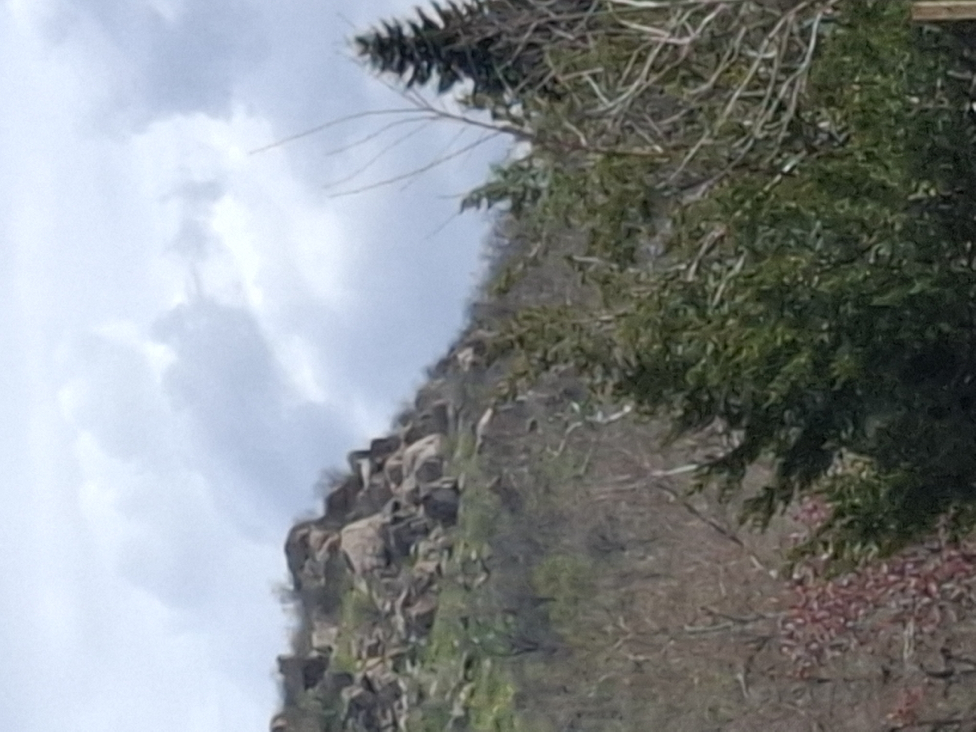The image shows a rocky hillside with vegetation and trees against a cloudy sky. The location appears to be in the city of Plovdiv, Bulgaria, near the ancient theater. The scene includes rock formations, various types of trees and greenery, and a cloudy sky in the background.