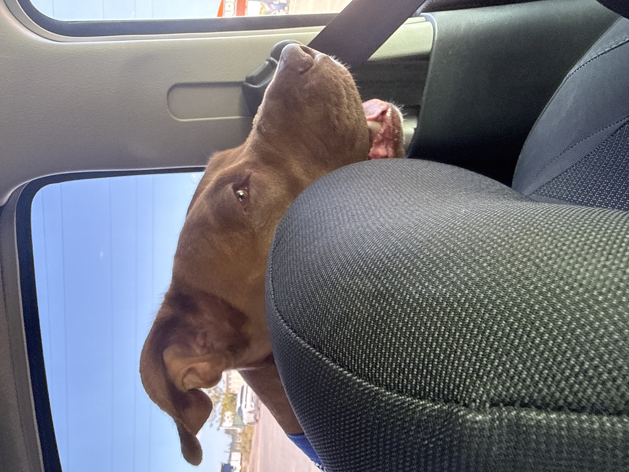 A medium shot captures a brown dog inside a vehicle, leaning out of the open window. The dog's head is turned towards the viewer, with its mouth slightly open and tongue visible. Its right ear is flopped over its head, and its left ear is partially visible. The dog is wearing a blue garment around its neck. In the foreground, a textured gray car seat is visible, partially obscuring the dog. The background outside the car shows a clear blue sky with faint horizontal lines, likely power lines. A few buildings and a white car are visible in the distance. The interior of the car includes a gray pillar and a black seatbelt. There is no indication of Usatove, Ukraine in the image.
