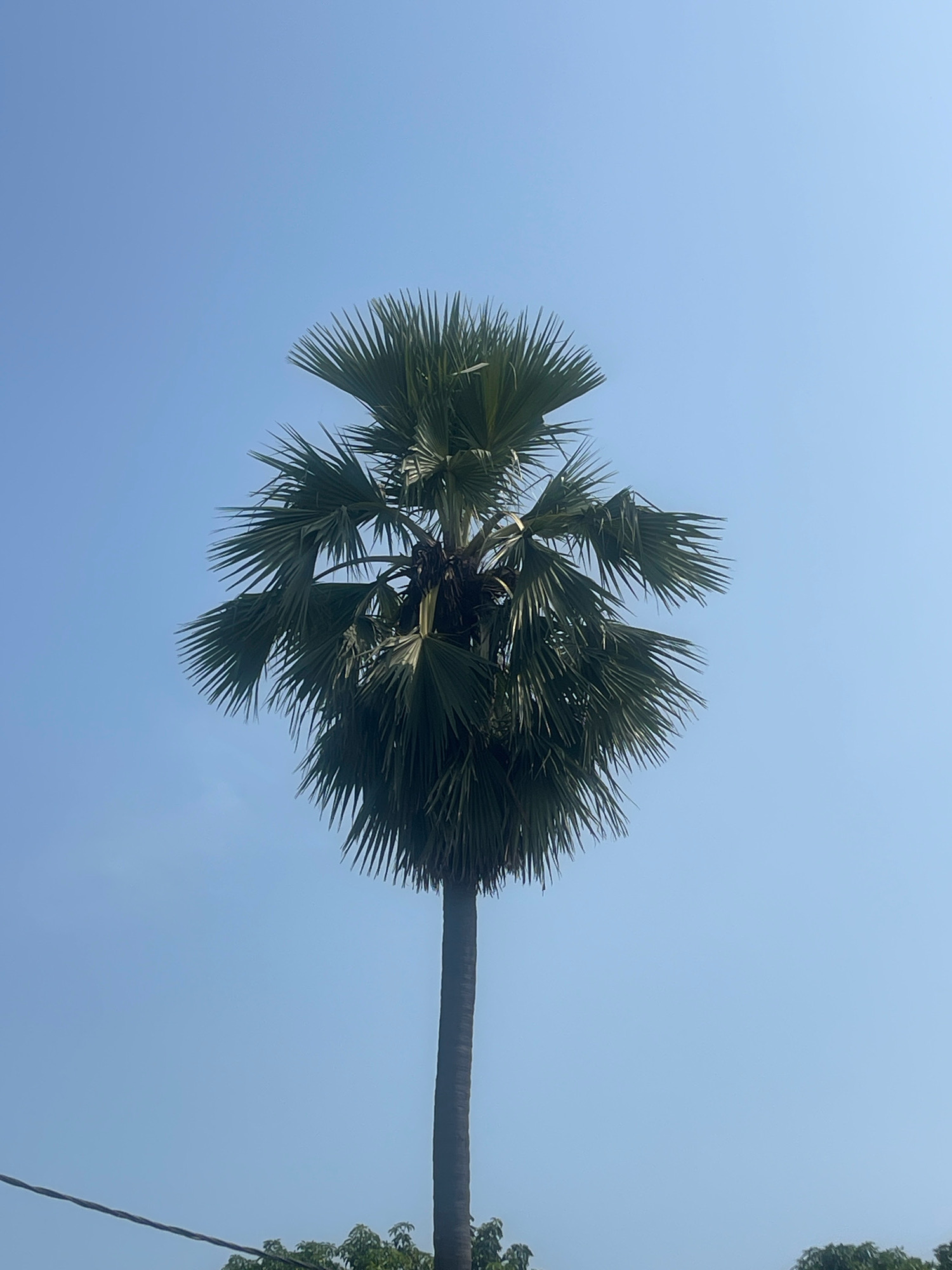 A lone palm tree stands tall against a clear blue sky. The tree's trunk is straight and dark, tapering slightly towards the top where it branches out into a wide crown of fronds. The fronds are a deep green and fan out in all directions, creating a dense, umbrella-like shape. The image is taken from a low angle, emphasizing the height of the tree. In the lower portion of the image, a thin, dark wire stretches horizontally across the frame, and the tops of other trees with lush green foliage are visible. The scene appears to be outdoors, possibly in a rural or semi-urban setting.