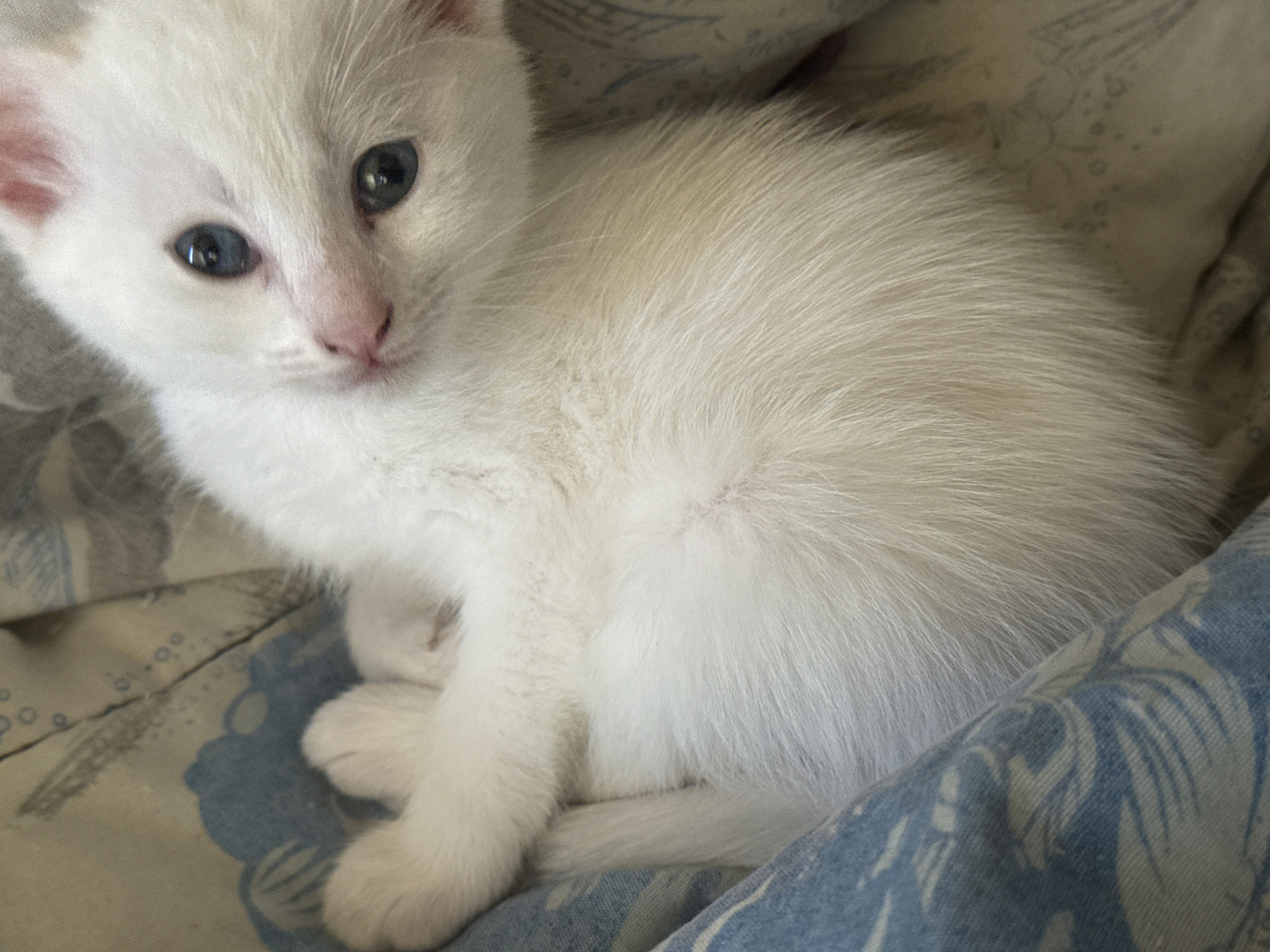 This is a close-up, eye-level, medium shot of a young, fluffy white kitten resting on a patterned fabric surface. The kitten's fur is mostly white with subtle cream undertones, particularly on its back. Its eyes are a striking blue and are looking slightly to the left of the camera. The kitten's nose is pink, and its ears are visible, with the inside appearing pink. Its front paws are tucked beneath it. The fabric the kitten is on has a light tan background with a faded blue floral or paisley-like pattern. The lighting is soft, creating a gentle illumination of the scene. There are no people or other animals visible in the image, and the environment is confined to the kitten and the surface it is on. There is no information available to determine the location within the city of Zavet, Bulgaria.