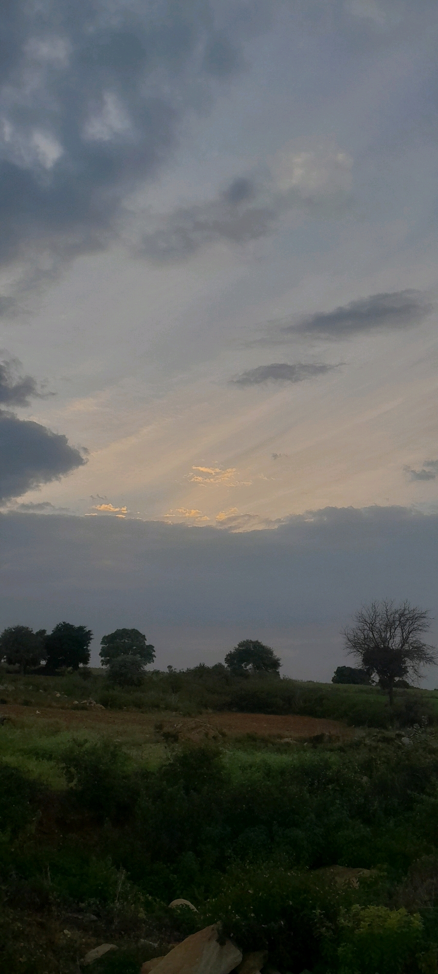 The image depicts a rural landscape under a cloudy sky, likely in the vicinity of Madapura, India. The scene is dominated by a vast expanse of sky, with varying shades of gray and white clouds. Some areas of the sky show hints of sunlight breaking through, creating a soft, diffused glow. Below the sky, a treeline stretches across the horizon, featuring several trees of different sizes and densities. On the right side, a solitary, bare tree stands out against the foliage. The foreground consists of overgrown vegetation and a rocky terrain. The overall atmosphere suggests a natural, undeveloped area, consistent with a rural setting near Madapura. There are no people or discernible human activities visible in the image.