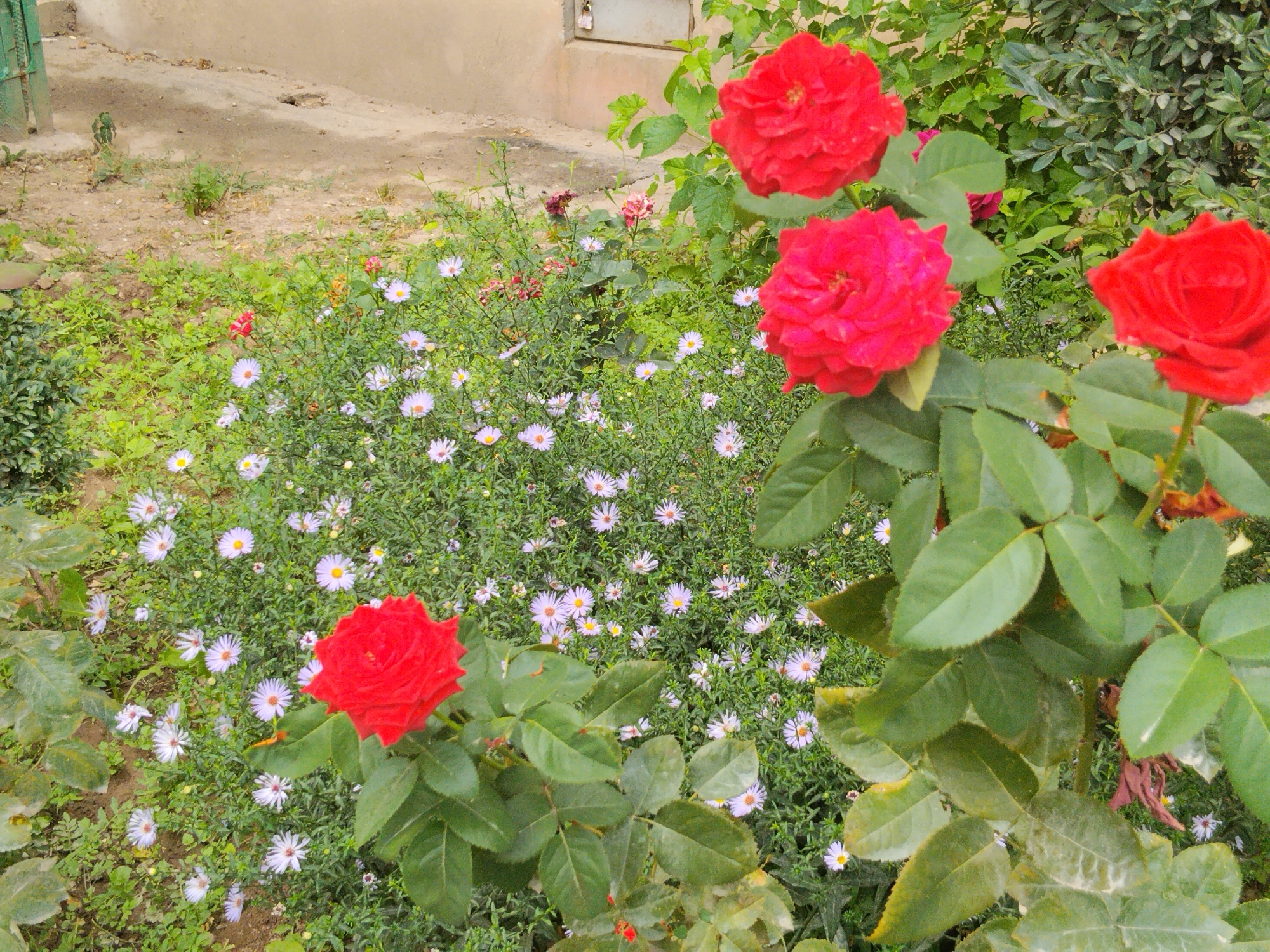A close-up, eye-level shot captures a vibrant garden scene. Dominating the foreground are several large, deep red roses with their petals unfurled, interspersed with lush green leaves. Behind them, a dense carpet of small, delicate white and light purple aster flowers fills the middle ground. The background shows a patch of dry, dusty earth and a portion of a light-colored wall, suggesting an urban or suburban outdoor setting, potentially in Bishkek City, Kyrgyzstan. There are no people or animals visible in the image. The lighting is natural and appears to be daylight.