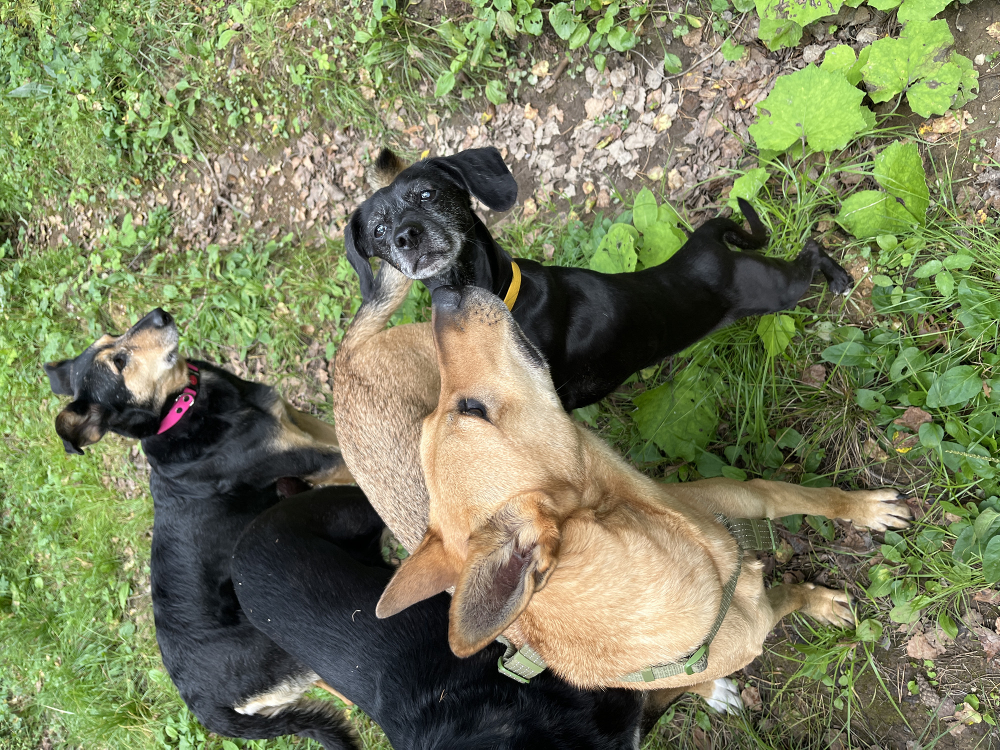 A group of dogs are interacting in a wooded area with a path. One tan dog with a green harness is nuzzling a black dog wearing a yellow collar. Another black and tan dog with a pink collar is visible in the background. The ground is covered with leaves and grass, suggesting an outdoor, natural environment.