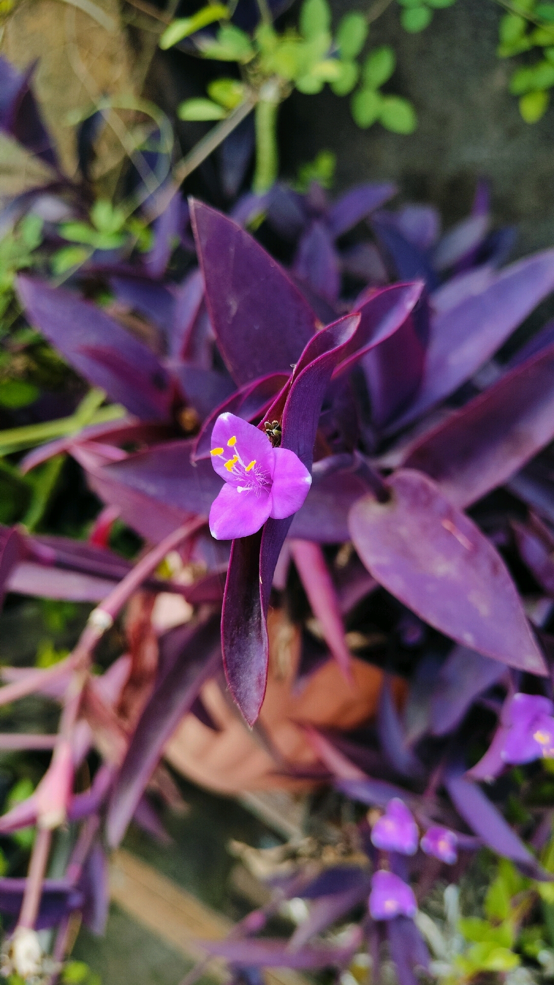 This is a close-up, vertical, outdoor photograph of a flowering Purple Heart plant (Tradescantia zebrina). The plant's characteristic deep purple, lance-shaped leaves fill the majority of the frame. A single, small, delicate purple flower with yellow stamens is in focus in the upper center of the image, blooming from a cluster of leaves. Additional unfocused purple flowers are visible in the lower right portion of the image. The background consists of blurred green foliage and a hint of a brown surface, possibly a pot. The lighting appears to be natural daylight. The scene depicts a portion of a garden or planter in Ramraj, India.