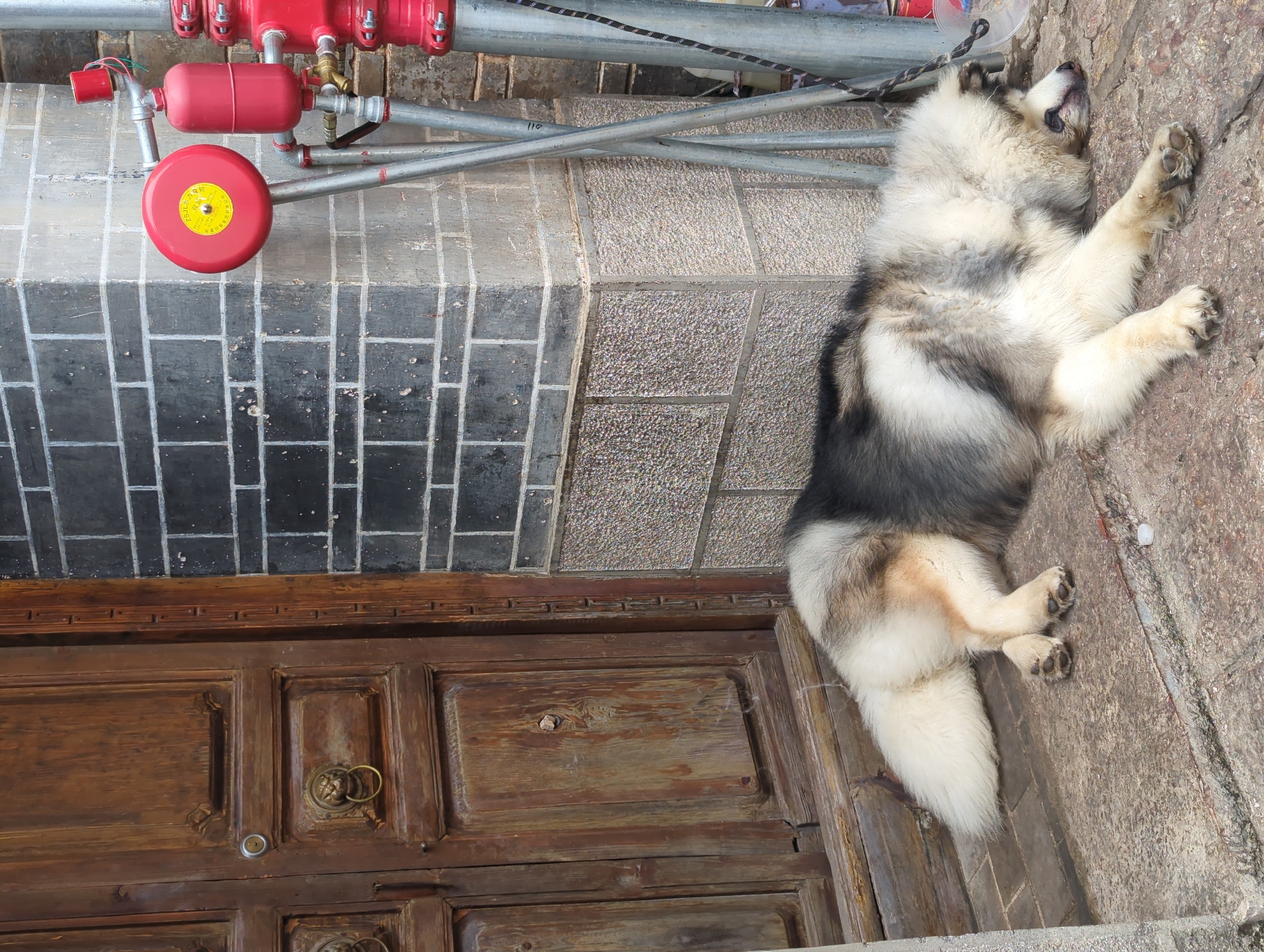 The image features a fluffy dog, possibly an Alaskan Malamute or similar breed, lying on its back on a stone pathway. The dog is predominantly white and gray with black accents and has its paws in the air, appearing relaxed and content in the sunlight.
Behind the dog, to the left, are elements of an outdoor setting. There is a large wooden double door with ornate brass handles. Above the door, a tiled wall transitions to a section of exposed brick. Further up, a red fire hydrant system is visible, attached to metal pipes that run horizontally across the frame. Some of the pipes have white markings. The scene appears to be set outdoors, possibly in an alleyway or courtyard, given the combination of architectural elements and utility equipment.
The lighting suggests it is daytime, likely a sunny day, casting shadows that highlight the textures of the stone and wood. The overall mood is peaceful, with the dog enjoying a leisurely moment in the sun. The presence of the fire hydrant indicates an urban or semi-urban environment. While the image is rotated 90 degrees clockwise, the elements are still discernible. There is some text visible on a yellow circular label on the red fire hydrant component, but it is too small and blurred to read.