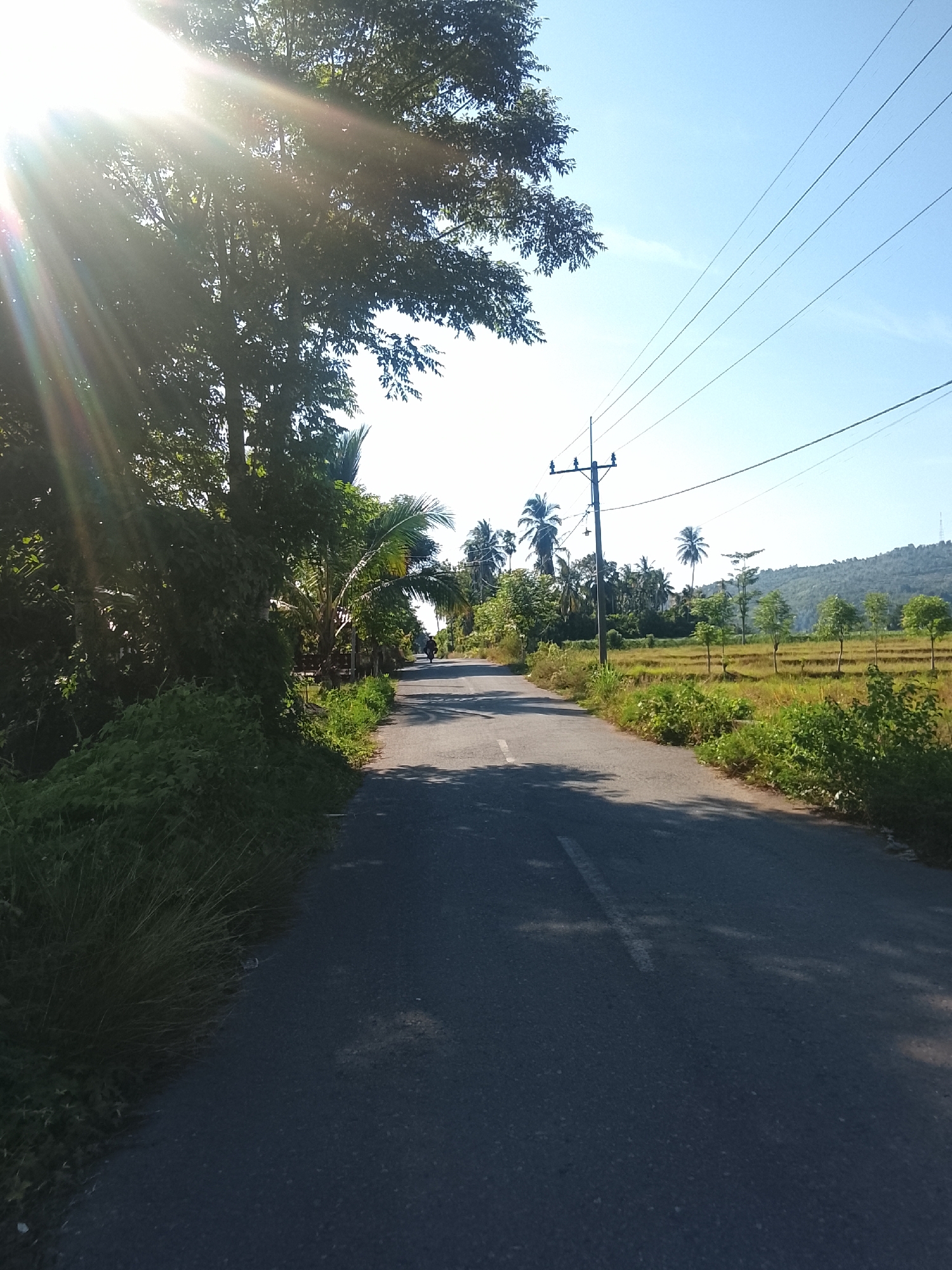 A paved road passes through a rural area with lush vegetation on either side under a clear blue sky. The sun is shining brightly, casting lens flare and dappled shadows across the scene. To the left of the road, dense trees and bushes create a green wall, with sunlight filtering through their leaves. To the right, a rice field stretches out, bordered by more trees and a fence. A solitary motorcycle is visible in the distance on the road. Power lines are strung overhead, supported by utility poles, indicating the presence of infrastructure in this semi-rural setting. In the background, a gently sloping hill covered in trees and vegetation rises against the horizon. The scene appears to be captured in Pohroh, Indonesia, given the characteristic tropical vegetation and landscape.