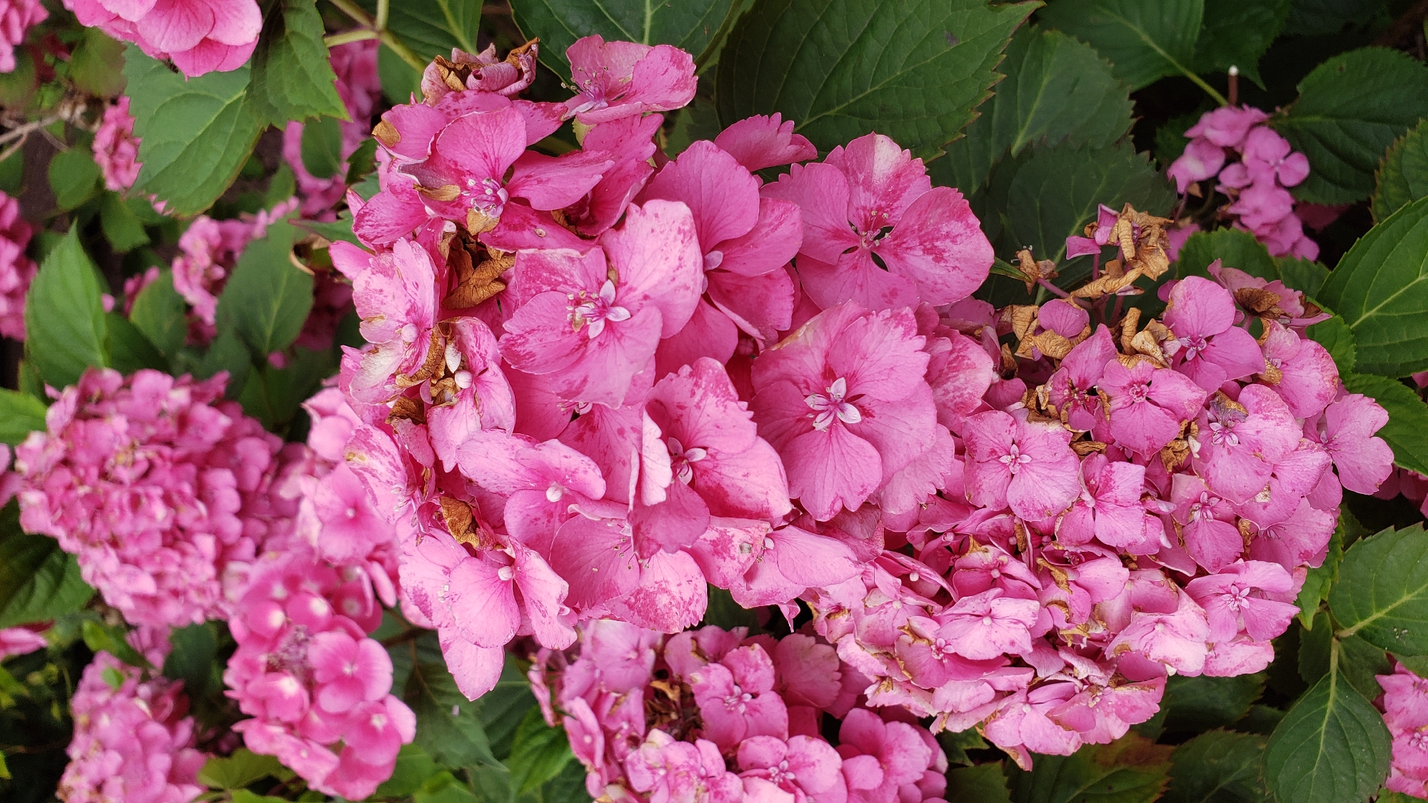 A close-up, eye-level vertical shot displays clusters of vibrant pink hydrangeas. The flowers are in full bloom, with numerous individual florets making up the large, rounded flower heads. Some of the florets show signs of drying or browning, particularly at the edges. The petals are a rich pink, with some exhibiting lighter pink or white marbling. The leaves are a deep green, providing a contrast to the bright flowers. The image is focused on the hydrangeas, with the background softly blurred, suggesting they are part of a garden or park setting. The scene is one of natural beauty, likely captured in an outdoor environment. There are no people or actions visible in the image. The exact location in the city of Prešov, Slovakia, cannot be determined from the visual information provided.