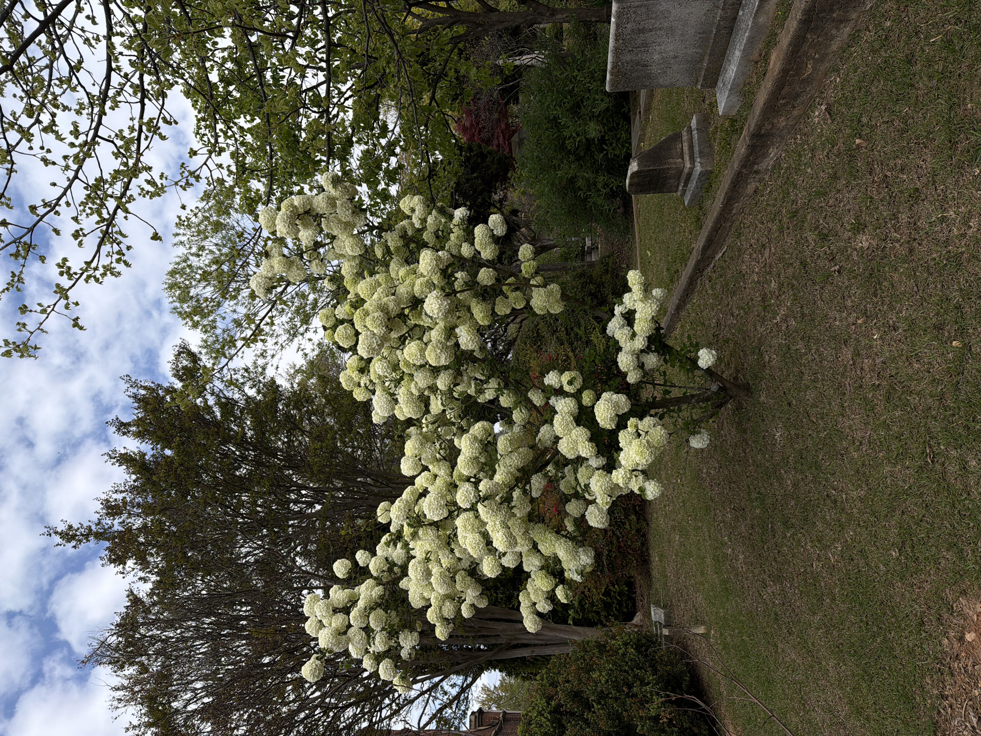 The image depicts a sunny, outdoor scene in what appears to be a cemetery or park in Atlanta, United States. In the foreground and central area is a tree, heavily laden with clusters of white flowers, likely a snowball viburnum or similar flowering tree. To the right are grave stones and a patch of brown, dry grass transitioning into a green lawn. The background includes other trees with varying foliage, some bare branches and others with green leaves. The sky, visible through the branches on the left, is blue with scattered white clouds. The overall lighting suggests mid-day conditions.