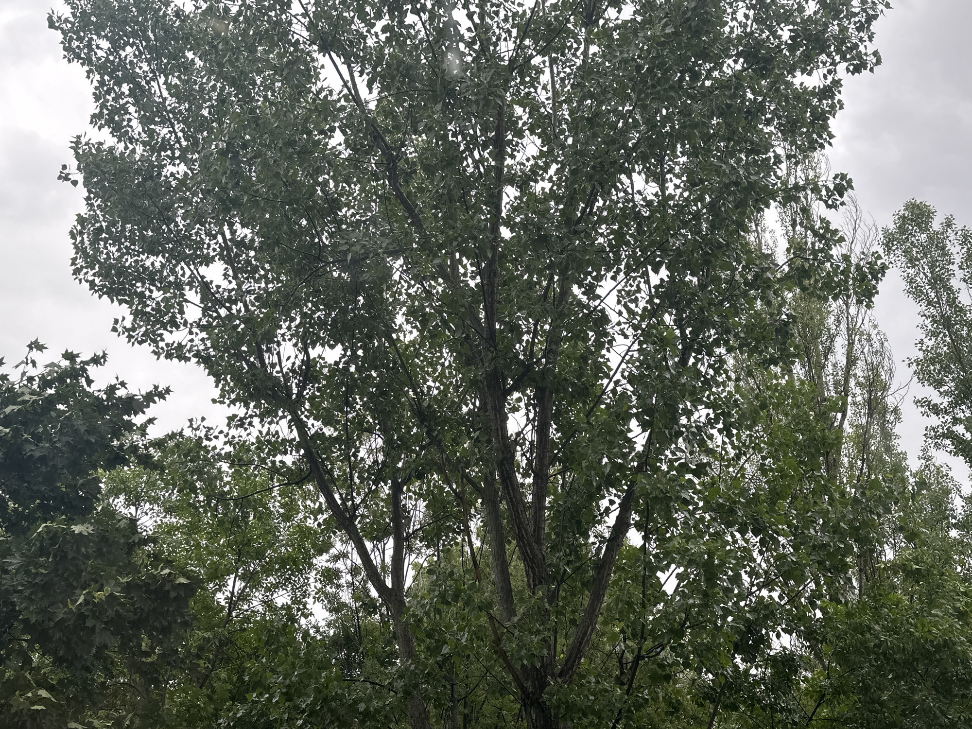 This image captures a vibrant canopy of trees against an overcast sky, viewed from a low angle looking upwards. The dominant subject is a large, deciduous tree with a multi-stemmed trunk and extensive branching, densely covered in green, heart-shaped or slightly lobed leaves. The foliage appears lush and healthy, suggesting late spring or summer.
In the background and to the right, several taller, more slender trees with sparser foliage are visible, appearing almost columnar against the sky. These trees have a different growth habit and leaf density compared to the main tree. To the left, the edge of another tree with distinct, darker green, possibly palmate leaves is also partially visible.
The sky is uniformly grey and overcast, indicating a cloudy day with diffused light. This soft lighting highlights the varied shades of green in the leaves without harsh shadows. No people, animals, or man-made structures are present in the frame. The scene evokes a natural and serene environment, characteristic of a park or wooded area in Sofia, Bulgaria. There is no visible text.