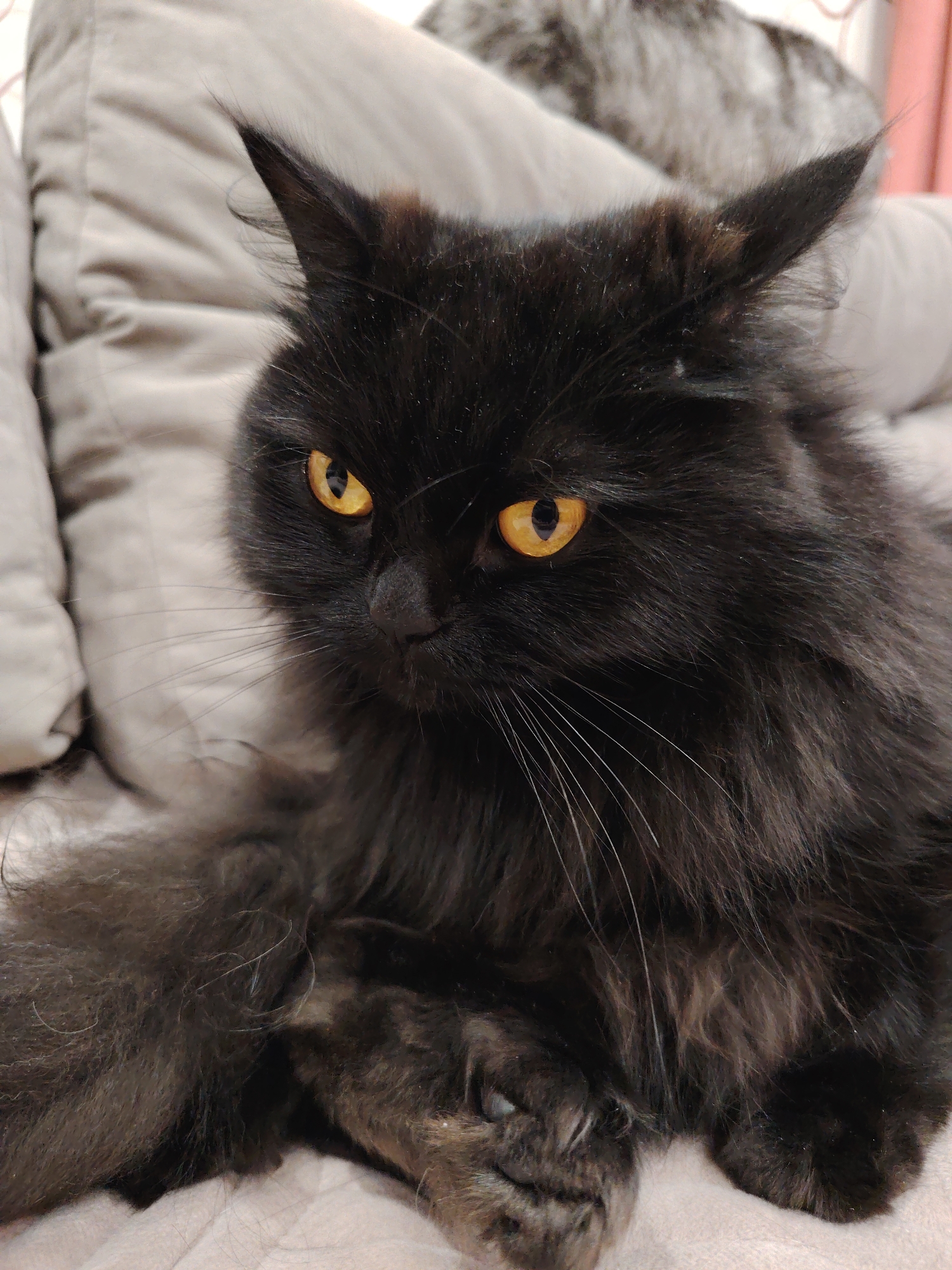 A close-up shot depicts a black, long-haired cat with striking amber eyes. The cat is resting on a soft, light-colored surface, possibly a bed or cushion. Fluffy black fur frames the cat's face and body, with some longer whiskers visible. Part of a light gray pillow is visible in the background behind the cat. Another cat of unknown coloration can be faintly seen in the background. The location is unspecified, city and place are unknown.