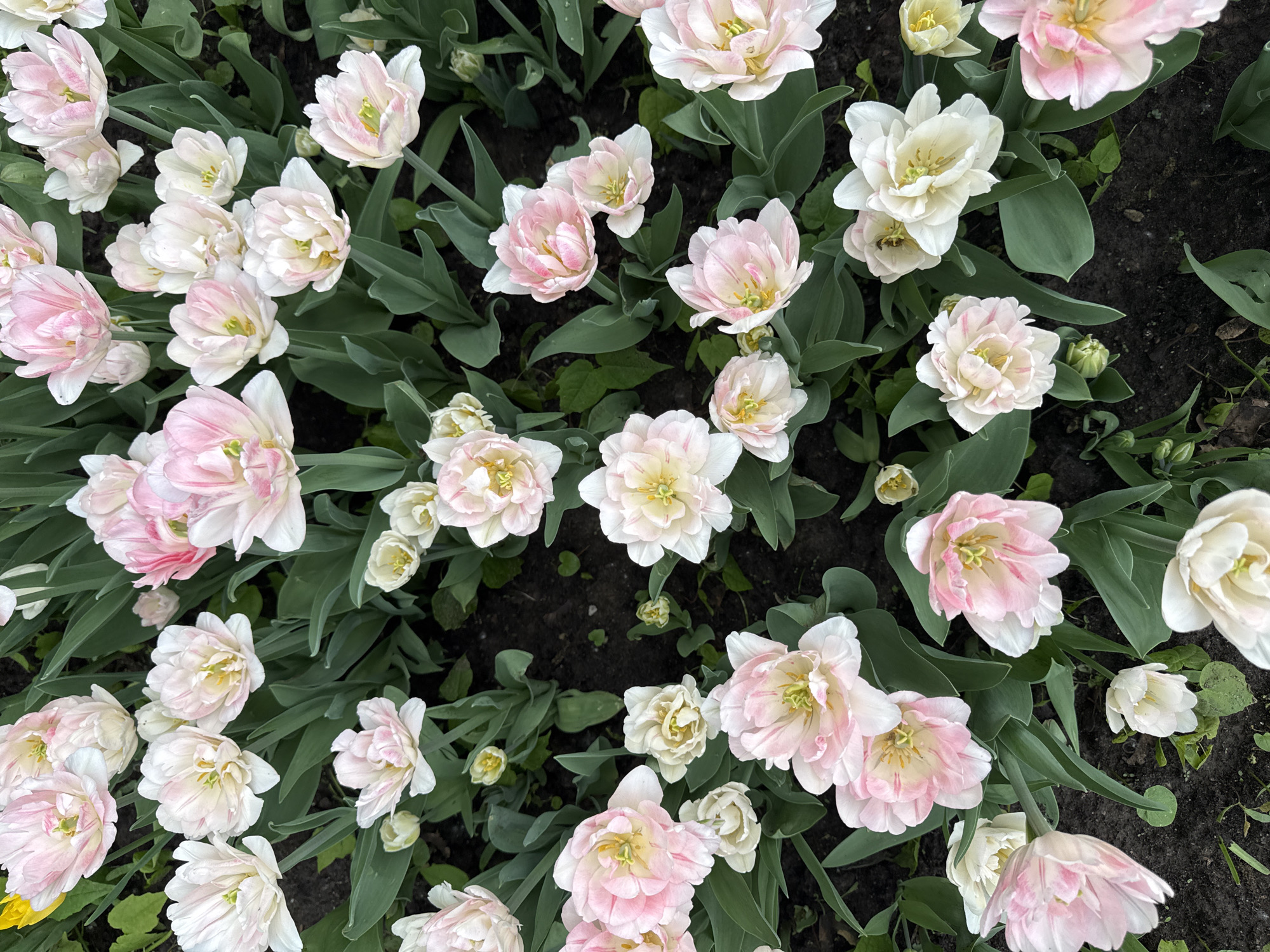 The image shows a flowerbed of pink and white double tulips. The tulips are in full bloom with many petals. The green leaves of the plants are visible between the flowers. The background consists of dark soil. The location and city are not discernible.