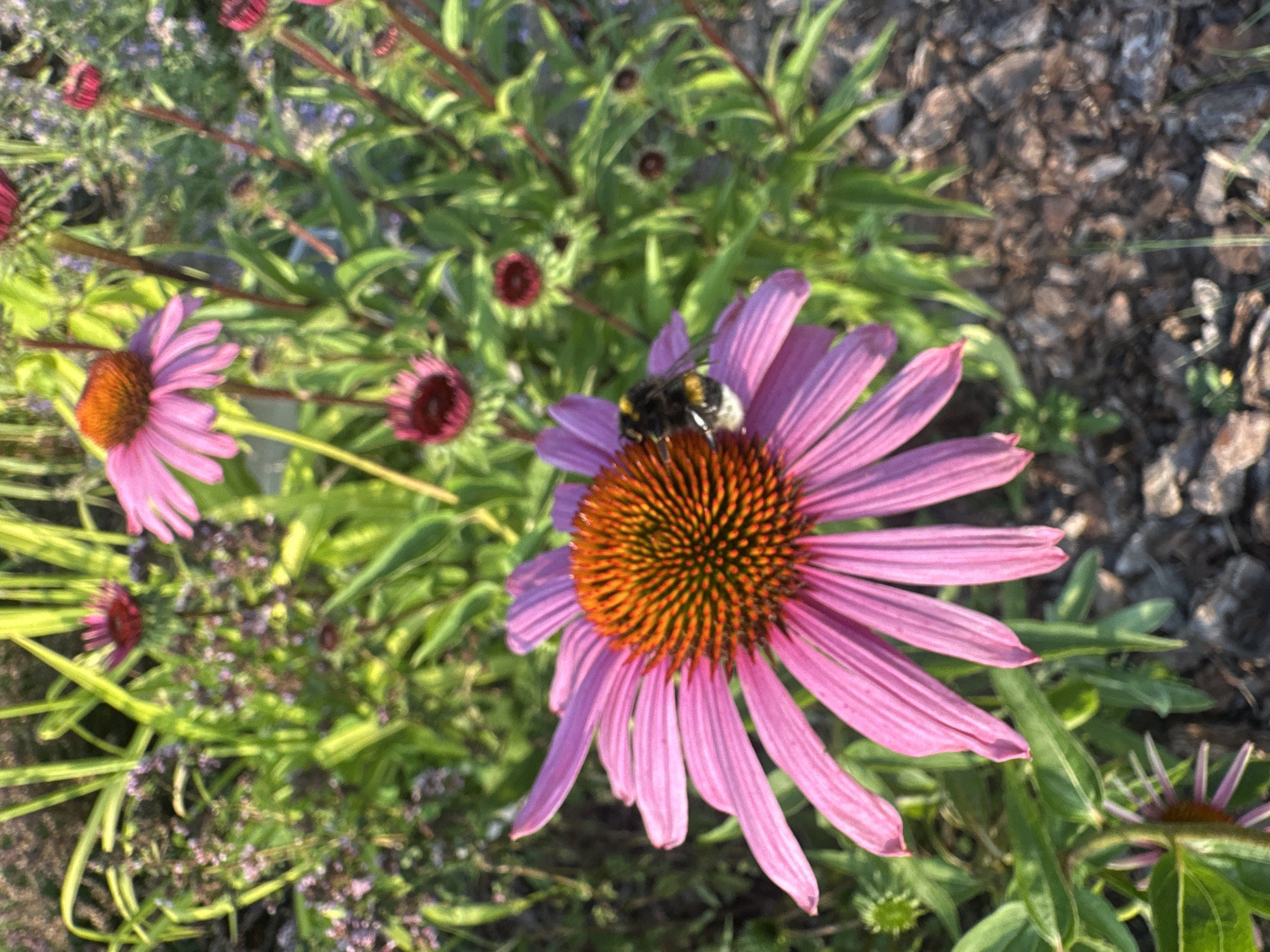 A bumblebee with black and yellow markings is on a pink coneflower with a prominent orange center. The coneflower has long, drooping petals. The background is filled with green foliage, other coneflowers in various stages of bloom, and some dried mulch on the ground. The image appears to be taken in a garden setting in Lapės, Lithuania.