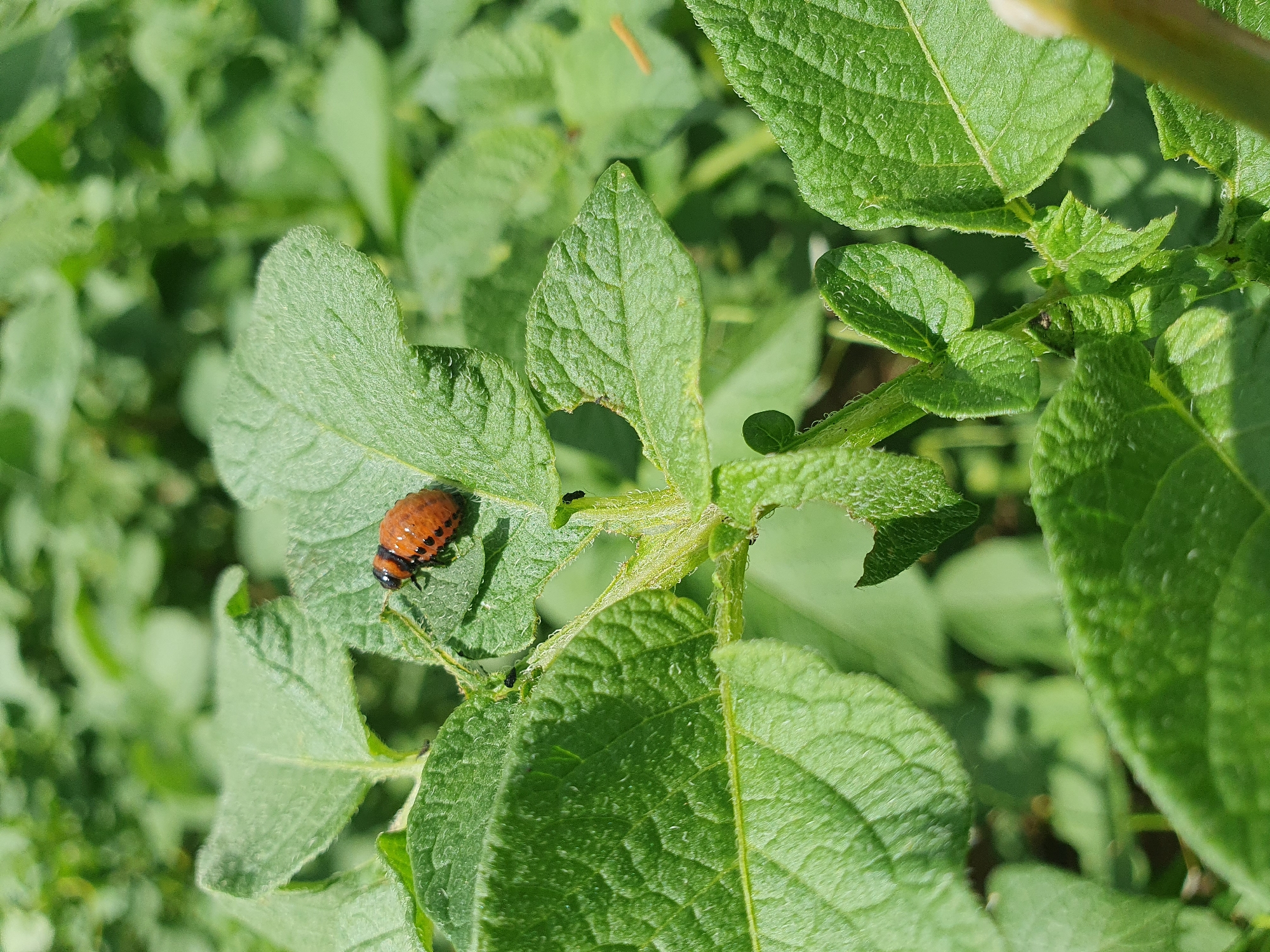 The image displays a close-up of a potato plant leaf with a Colorado potato beetle larva on it. The larva is orange with black markings. The surrounding foliage is green and appears healthy, with some minor leaf damage possibly attributed to insect activity. The scene is outdoors, suggesting a garden or agricultural setting, and is likely located in the city of Novoivanivka, Ukraine, given the context of the request. There are no people visible in the image.