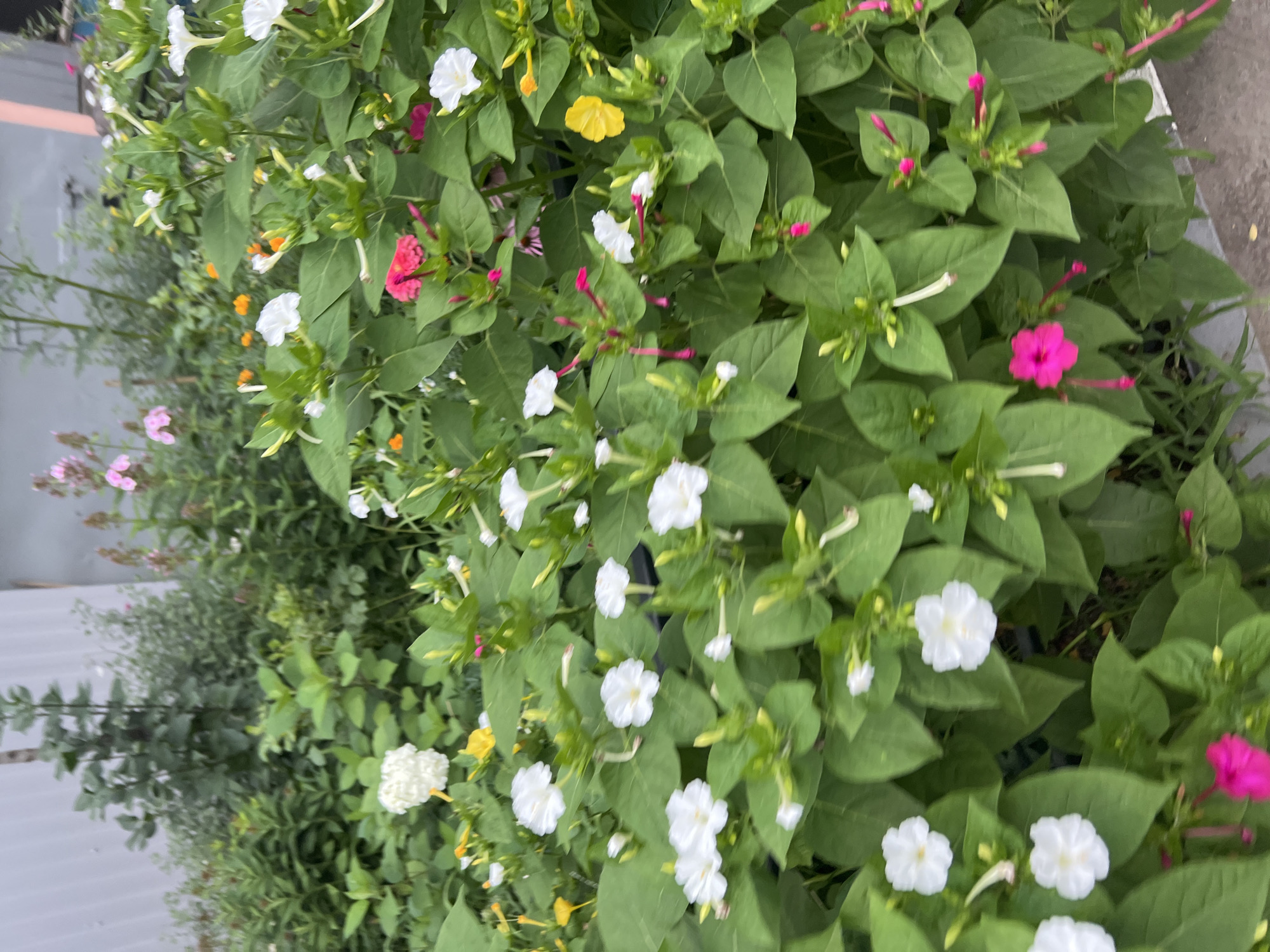 The image displays a dense cluster of flowering plants, predominantly white and pink four o'clocks (Mirabilis jalapa), with some yellow blooms also visible. The plants have abundant green foliage. The background is blurred, but suggests an outdoor setting with some indistinct structures and other greenery. It is not possible to determine the location within Ulyanovsk, Russia, from the visual information provided.