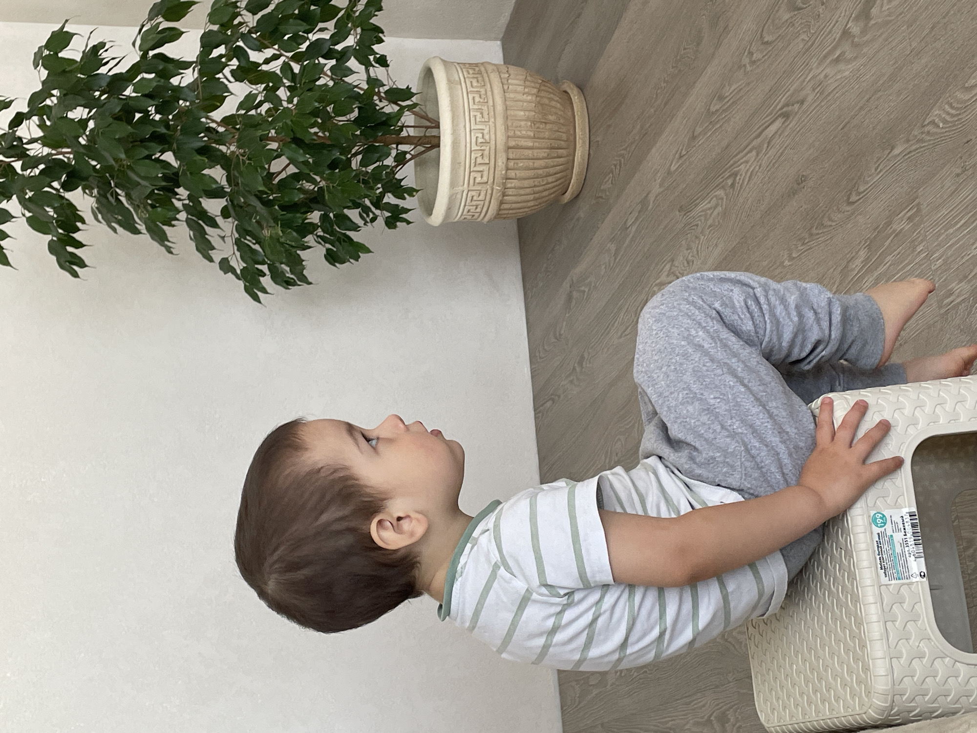 A young child wearing gray sweatpants and a white and gray striped shirt is seated on a small, light-colored plastic stool. The child is looking upwards to the left. To the left of the child is a large potted plant with green leaves. The plant's pot is light beige and has a textured pattern around its rim. The floor is made of light-colored wood planks. The scene is indoors, with a white wall visible behind the plant and to the left of the child. No definitive evidence suggests the location is Izhevsk, Russia.