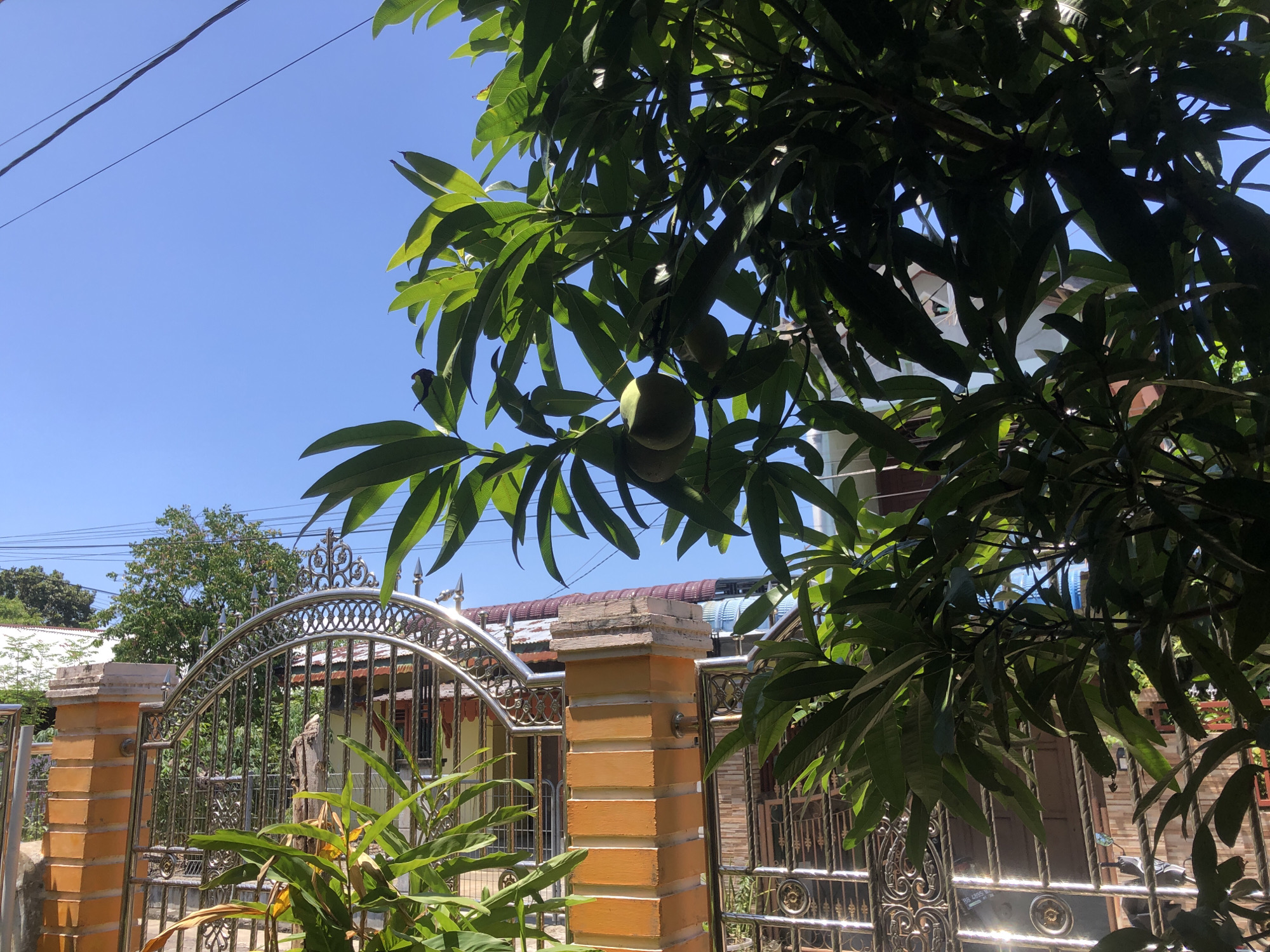 The image captures a sunny day in a residential area of Palohlada, Indonesia. A fence, consisting of yellow brick pillars and a decorative silver metal gate, separates the foreground from the houses behind. A lush tree with large green leaves and several mangoes is partially obscuring the view of the houses. The sky is a clear blue. A few power lines are visible against the sky. In the foreground, a potted plant with green foliage is present near the brick pillar. Through the metal gate, a motorcycle parked is visible.