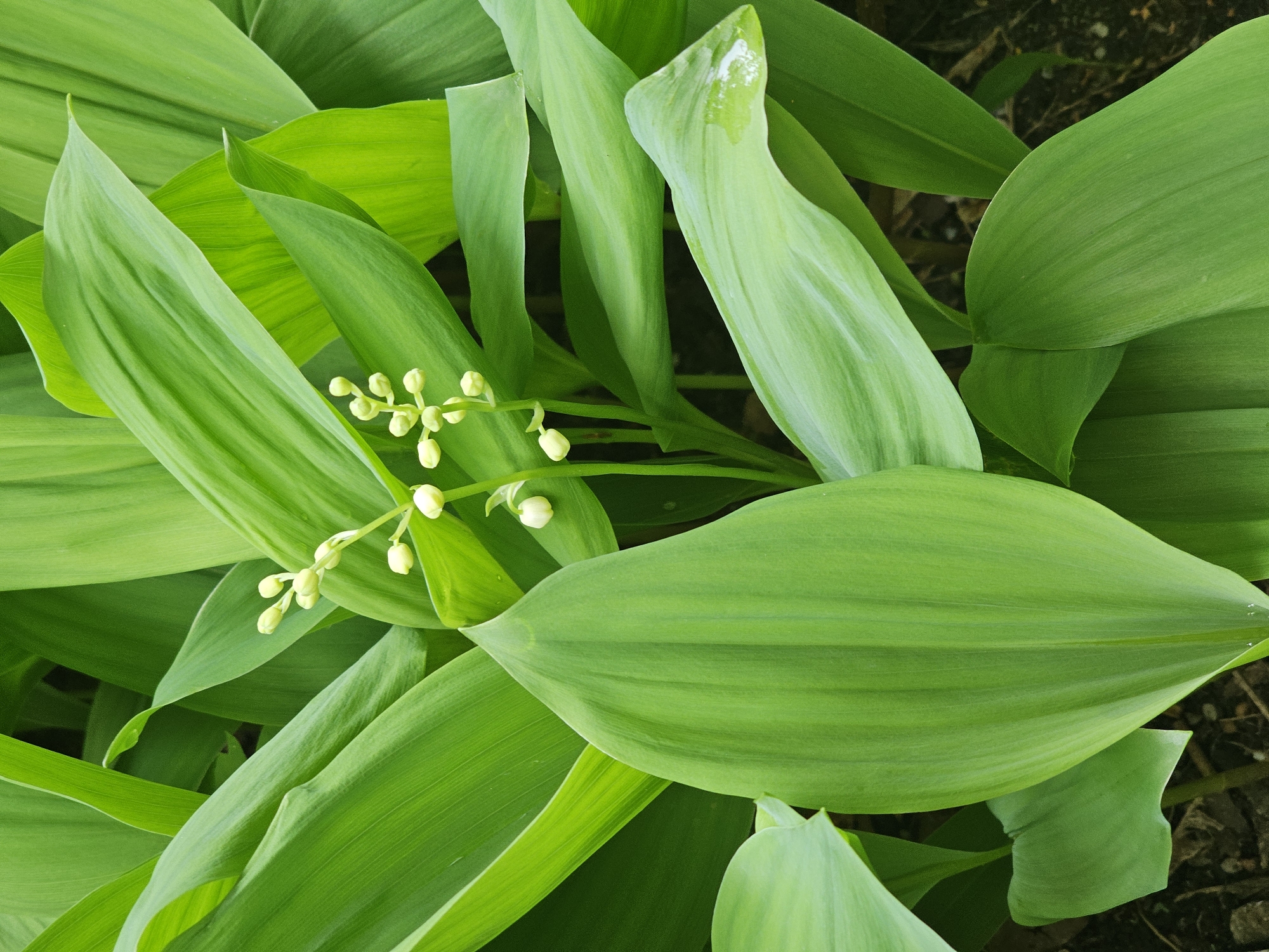 The image shows a close-up of a patch of Lily of the Valley plants. The plants have broad, bright green leaves with visible veins. There are small, white, bell-shaped flower buds on stalks amongst the leaves. The plants appear to be growing in soil or mulch. The location is unknown.