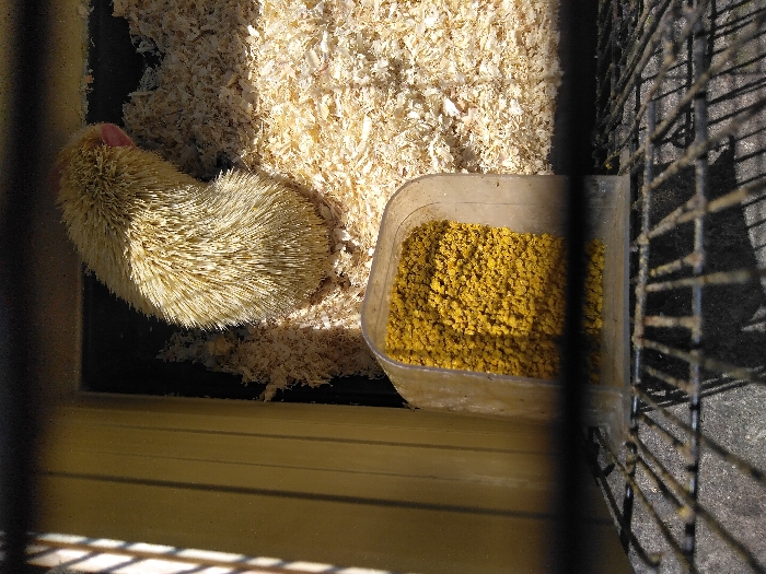An overhead view depicts a light-colored hedgehog resting within an enclosure. The hedgehog, possessing pale yellowish-white quills and a pink snout, is partially curled, oriented towards the upper left of the frame. It rests on a substantial layer of light-colored wood shavings or sawdust, which covers the bottom of a dark-colored container or bin. Below and to the left of the hedgehog, a transparent plastic feeder dish is filled with numerous small, yellow, granular food pellets. The enclosure features a light yellow or beige vertical panel on the left side. In the immediate foreground, a dark, rust-tinged wire mesh structure, possibly part of a cage top or door, is visible, partially obscuring the lower section of the enclosure. The scene is illuminated by strong natural light from an unseen source, casting clear shadows. The specific location in the city of Sandvika, Norway, cannot be determined from the visual information present in the image.
