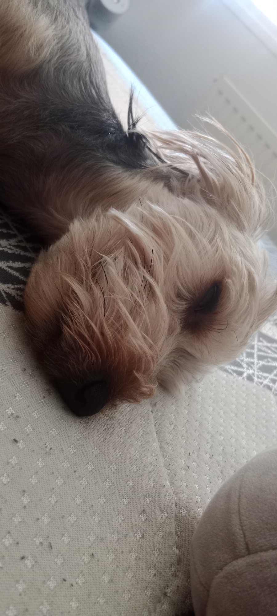 A Yorkshire Terrier is sleeping on a textured fabric surface, likely a sofa or bed. The dog's head is resting on the fabric, with its eyes closed and its nose pointed to the left. The dog has tan and gray fur, with some darker hairs visible on its face. The fabric surface is light-colored with a subtle diamond pattern. A portion of a light-colored object, possibly a pillow or cushion, is visible in the lower right corner of the image. The image is taken from a close-up, top-down perspective. The environment suggests an indoor setting. The image does not provide any information that would allow for localization to Galapagar, Spain.