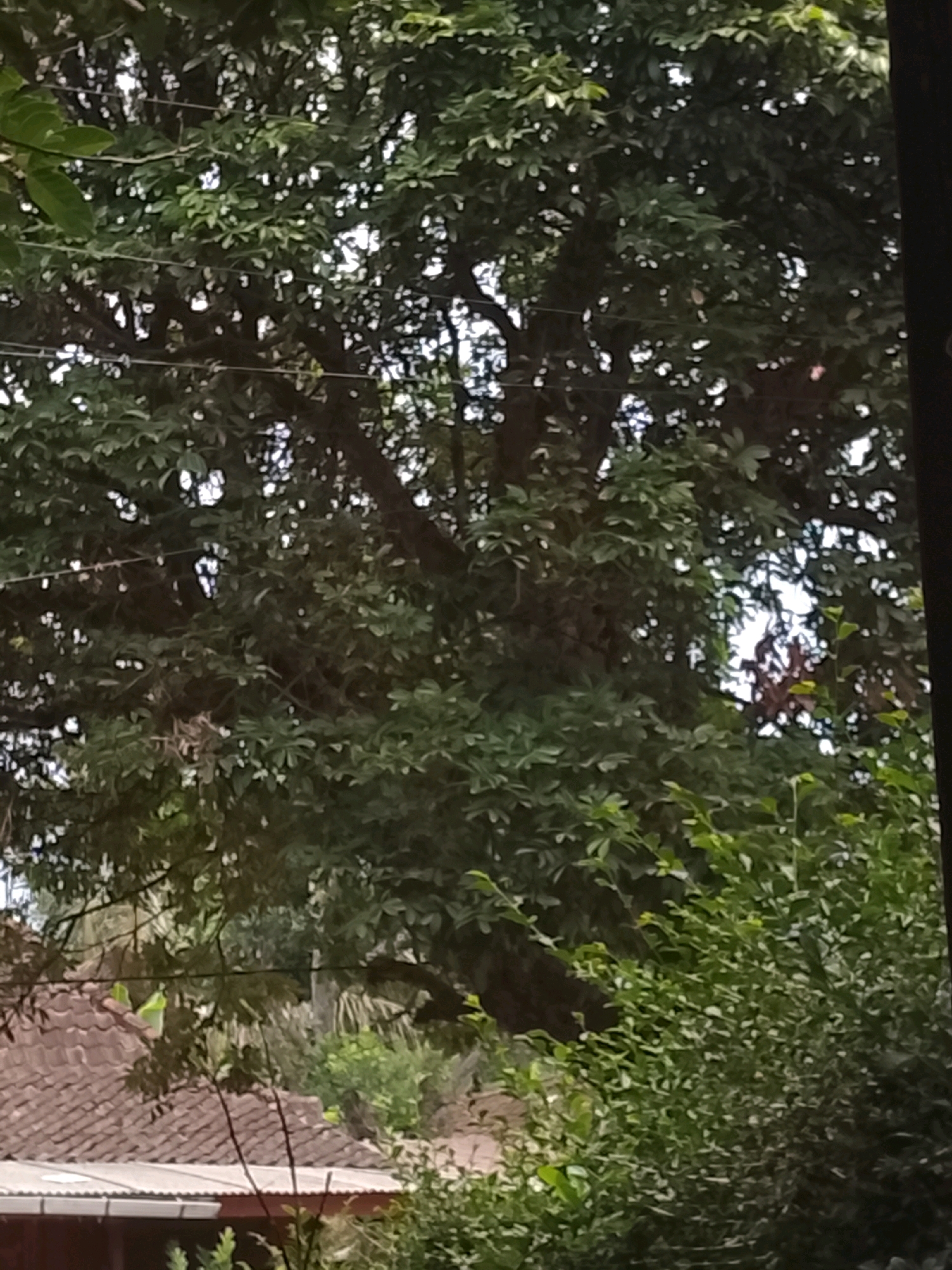 The image depicts a densely leaved tree with a thick trunk, obscuring much of the background. Several wires run horizontally through the branches of the tree. In the lower left portion of the image, a section of a brown tiled roof is visible, suggesting a residential or building structure. The overall impression is of an outdoor scene with significant foliage. The specific location in Salatiga, Indonesia, is not identifiable from the visual information presented. There are no people or discernible actions visible in the image.