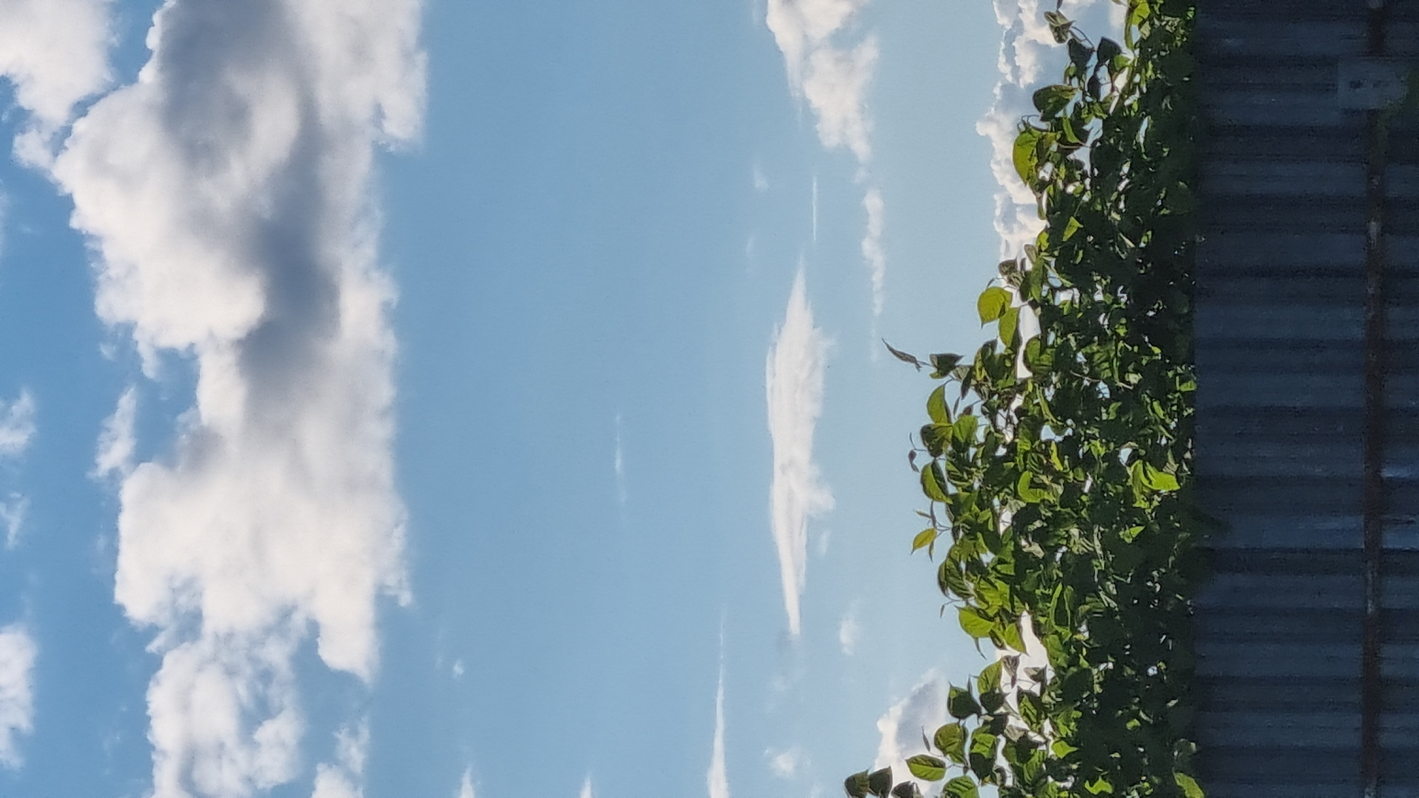 This media file depicts a bright, sunny day with a clear blue sky dotted with fluffy white clouds. The scene is dominated by natural elements and a man-made structure. On the left side of the frame, large cumulus clouds are visible against the expanse of the sky. On the right side, lush green foliage from a plant, possibly a vine, cascades down, with some leaves catching the sunlight. Beyond the greenery, a dark, corrugated metal structure, likely a fence or roofing, runs vertically along the edge of the frame. The contrast between the vibrant green leaves and the muted tones of the metal structure is striking.
A single bird with its wings spread appears to be in mid-flight, positioned in the middle of the frame, between the clouds and the foliage. The lighting suggests it is daytime, likely late morning or early afternoon, given the brightness and clear sky. The overall mood is serene and natural, evoking a sense of peace and calm. The presence of the clouds and the vibrant greenery hints at fair weather. No people or text are visible in the image. The location context of Vysokoe, Russia, suggests a rural or semi-rural setting.