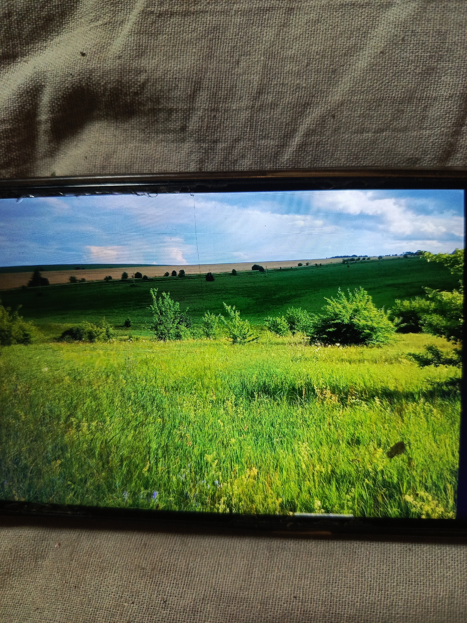 The image displays a screen showing a rolling green landscape with a bright blue sky dotted with white clouds. In the foreground, tall green grass is dominant, with some smaller plants and flowers visible. Further back, there are undulating green hills interspersed with trees and shrubs. The horizon is marked by fields of a lighter brown hue, suggesting agricultural land. The scene appears serene and natural, with no people or animals present. The image is presented on a screen, as evidenced by the visible bezel and the texture of the surface beneath, which appears to be a coarse fabric. The lighting is bright, indicating daytime. There are some visual distortions on the screen, possibly due to damage or the angle of the photo. No specific landmarks or features are identifiable to pinpoint a location within Svoboda, Russia, but the landscape suggests a rural or semi-rural setting.
