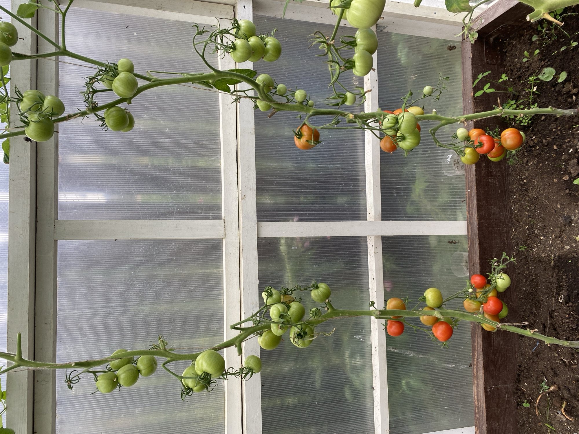 This image depicts a greenhouse in Tret'ya Pad', Russia, with two tomato plants prominently featured. The plants, laden with both green and ripening red tomatoes, are growing vertically, supported by twine. The greenhouse structure, constructed of wood and translucent panels, allows natural light to illuminate the scene. The ground beneath the plants is composed of dark soil with some sparse vegetation. The overall environment suggests a cultivated agricultural setting, likely for produce cultivation.