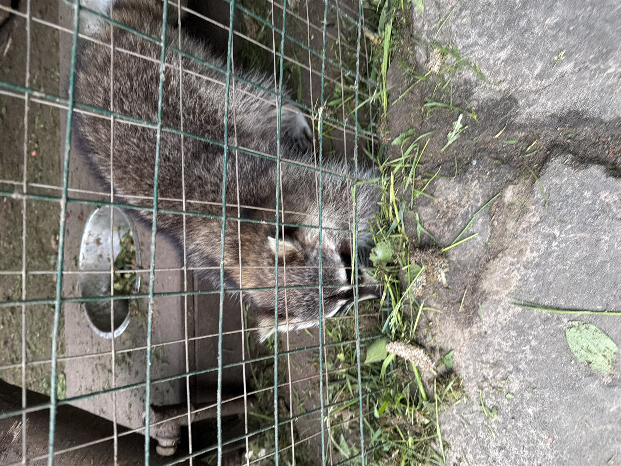 A raccoon is observed inside a wire enclosure with a metal bowl. The enclosure sits on a concrete surface partially covered with grass. The location is Zaplav'e, Russia.