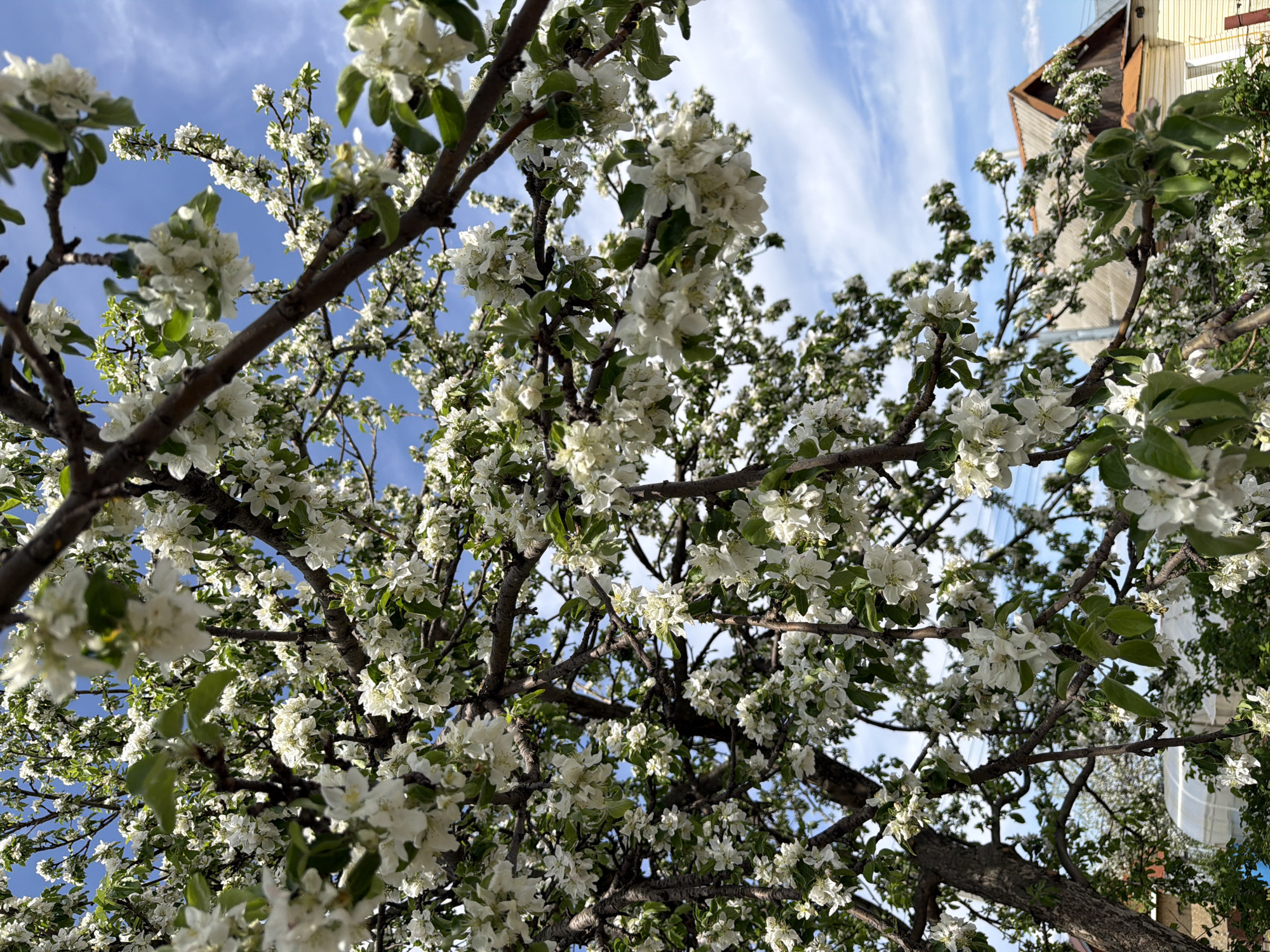 The image is a low-angle shot of a flowering tree, likely an apple or pear tree, with white blossoms densely covering its branches. The branches themselves are dark brown and somewhat bare, except where the flowers and new green leaves emerge. Patches of blue sky with wispy white clouds are visible through the canopy of blossoms. A building, possibly a house, with a light yellow exterior and brown roof trim is partially visible in the upper right corner of the image. It appears to be a sunny day. Based on the prompt, the location is Chaikovsky, Russia. The overall impression is one of spring in bloom.