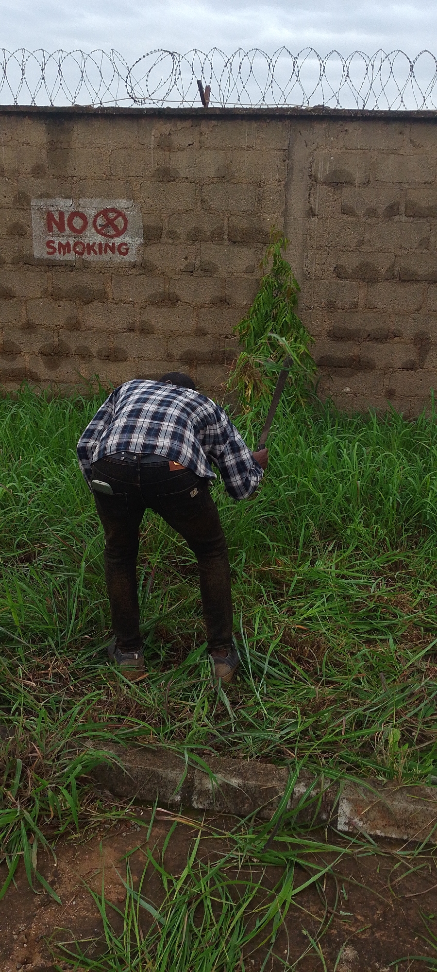 A person wearing a blue and white checkered long-sleeved shirt and dark pants is bent over, clearing vegetation with a machete in front of a brick wall topped with barbed wire. A "No Smoking" sign is visible on the wall. The ground is covered in grass. The sky is overcast.