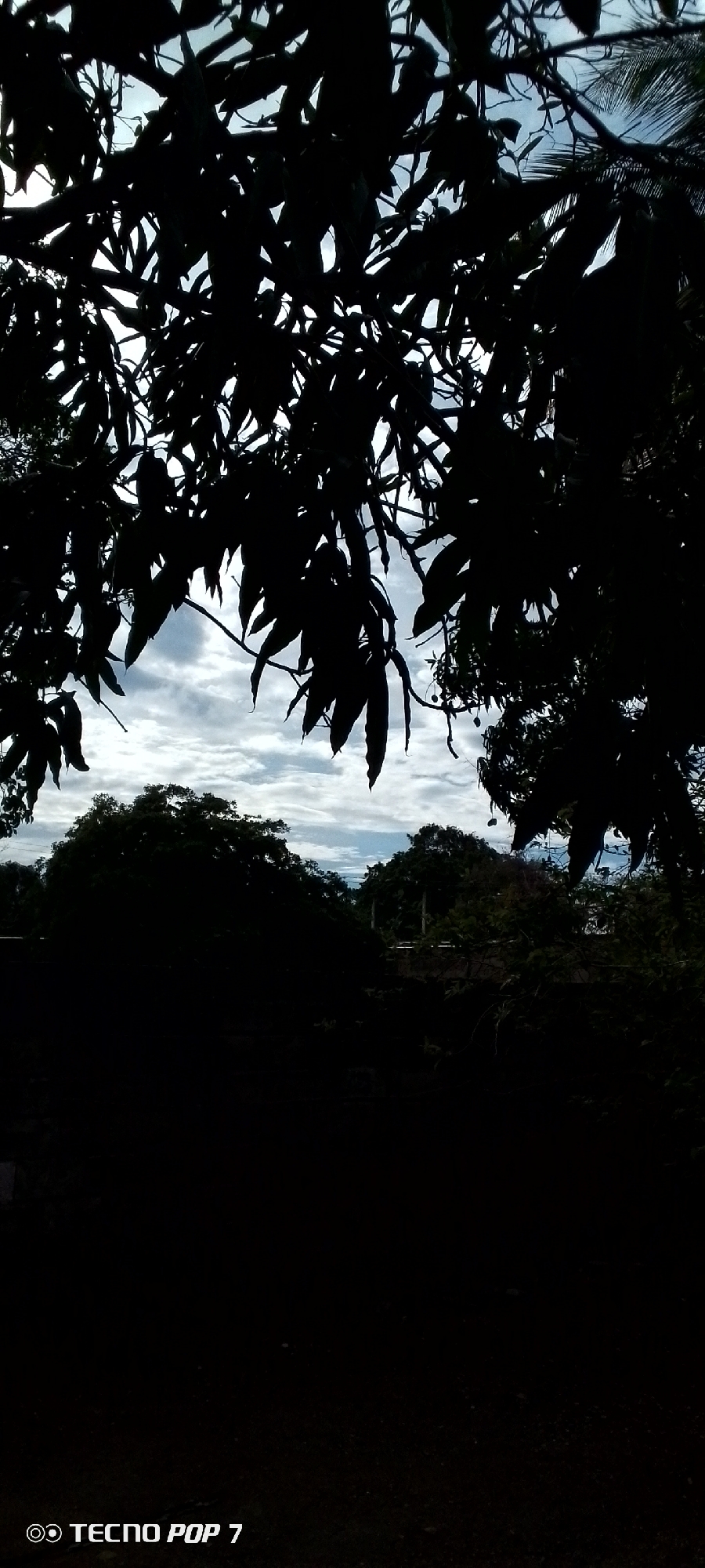 The image depicts a view of the sky through the silhouette of trees, with a portion of the TECNO POP 7 logo visible in the bottom left corner. The trees are densely packed, with dark leaves and branches obscuring much of the background. The sky above is partly cloudy, with patches of blue visible amongst the white and grey clouds. In the distance, the tops of more trees are visible, appearing as dark green masses against the sky. The foreground is almost entirely black, with no discernible objects or features. The overall impression is of a natural outdoor setting, possibly a park or a residential area with significant tree cover. The presence of the TECNO POP 7 logo suggests that the image was captured using this particular model of smartphone. Without further context, it is not possible to definitively determine the exact location within Altagracia, Venezuela, but the scene is consistent with the vegetation and sky conditions found in tropical or subtropical regions.
