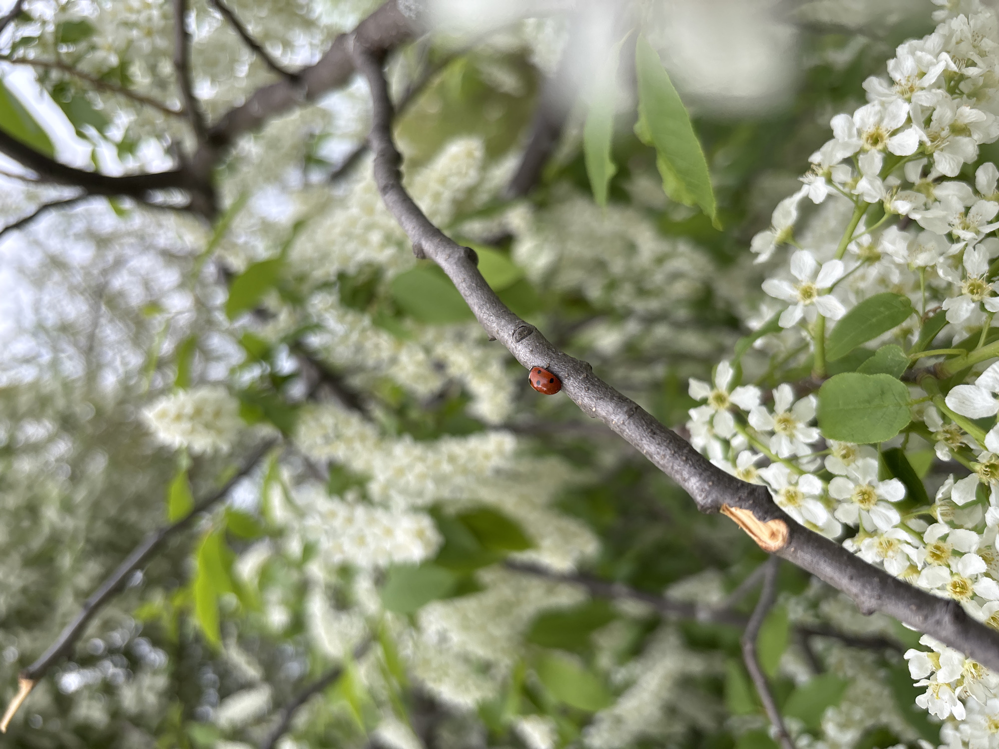 The image depicts a tree branch with small white flowers in bloom, possibly a bird cherry (Prunus padus), located in Chaikovsky, Russia. A single ladybug is visible on the branch. The bark of the branch is gray and appears somewhat weathered. The blossoms are densely clustered. Leaves are also visible, interspersed with the blooms. The background shows a slightly blurred view of more flowering trees and sky.