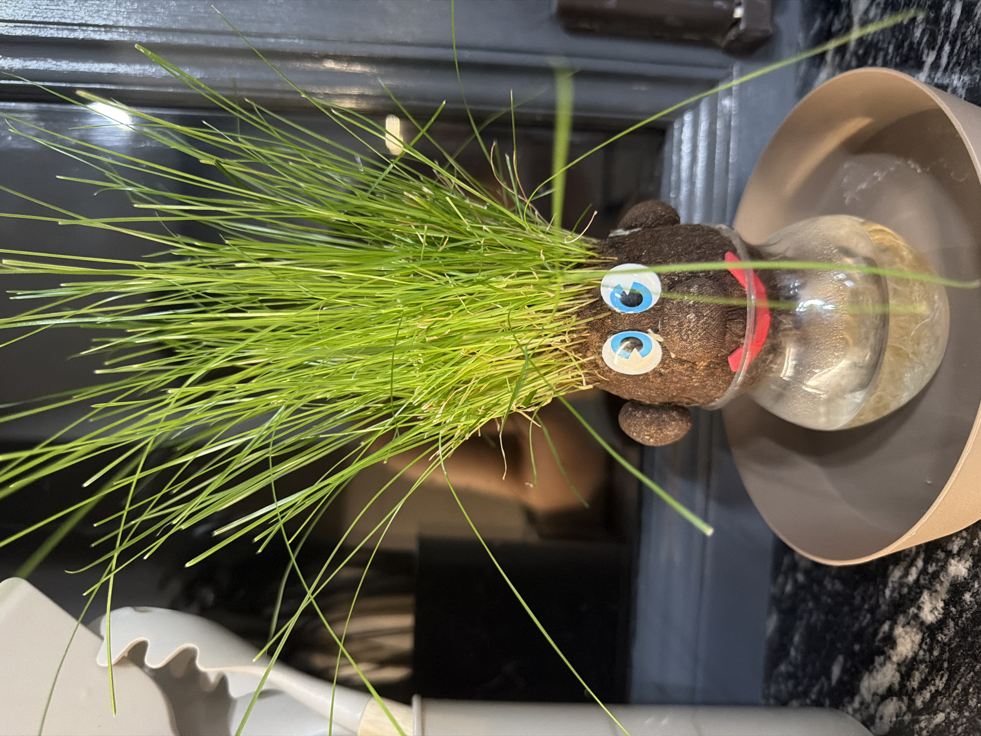 The image shows a close-up of a decorative grass head sitting in a glass jar filled with water, placed inside a light brown circular tray. The grass head is made of a dark brown material and has two googly eyes with blue irises and black pupils, and a red smiling mouth. Several blades of bright green grass sprout from the top of the head, resembling hair. The background is blurred, showing a dark surface and vertical lines that suggest a window or blinds. The scene is lit from the front, highlighting the grass and the details of the decorative head. There is no indication of the city of Ruse, Bulgaria, or any urban environment. The image is a still life composition.