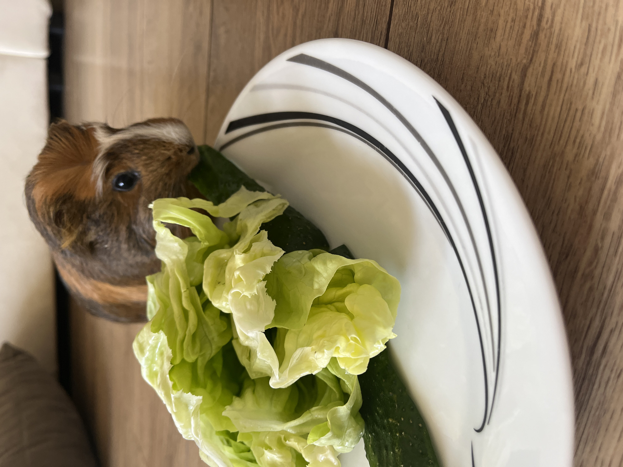 A guinea pig is on a wooden floor, looking at a white plate with black and gray lines. On the plate is a piece of cucumber and a pile of lettuce.