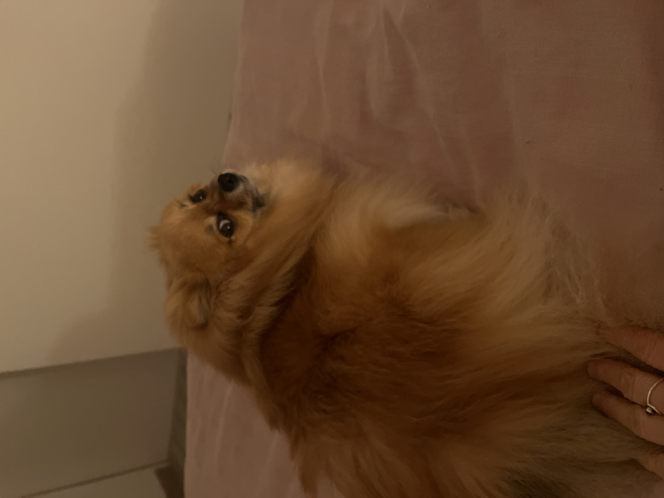 A fluffy, golden-brown Pomeranian lies on a pink bed. The dog is positioned on its side, looking directly at the camera with wide, expressive eyes. Part of a person's hand, adorned with a ring, is visible on the right edge of the frame, gently resting on the dog's fur. A beige wall can be seen in the background, contrasting with the dog's vibrant color and the soft pink of the bedding.